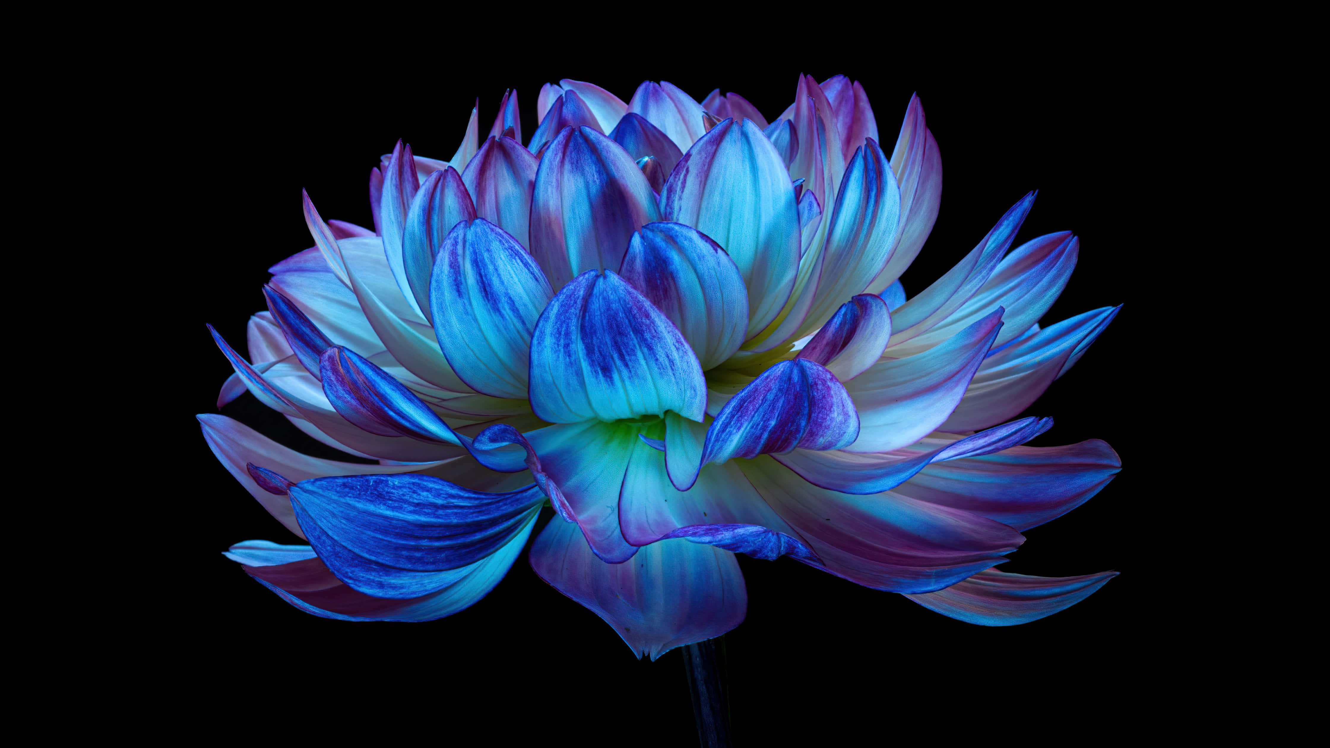 Blue Flower In The Dark Desktop, vibrant blue and purple dahlia, glowing petals, 4K Desktop Wallpaper