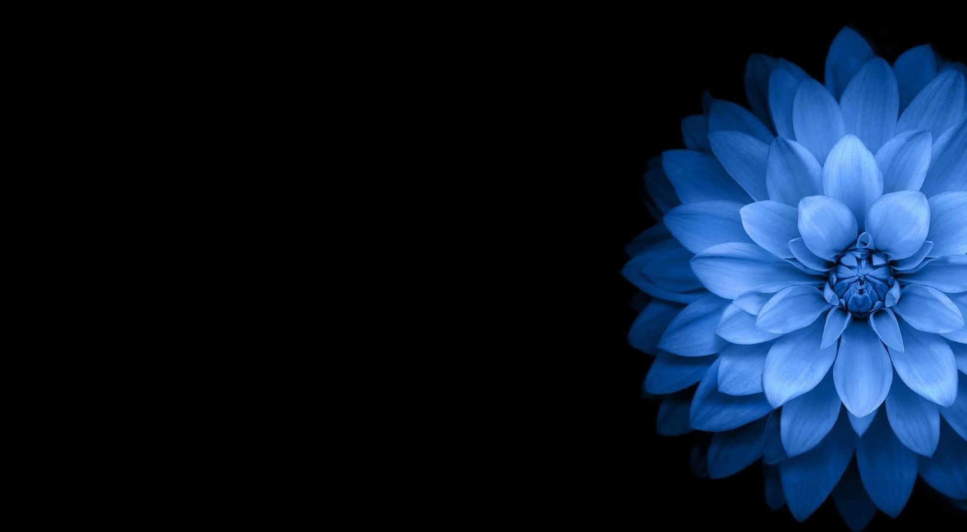 blue dahlia, black background, cool luminescence, HD Desktop Wallpaper