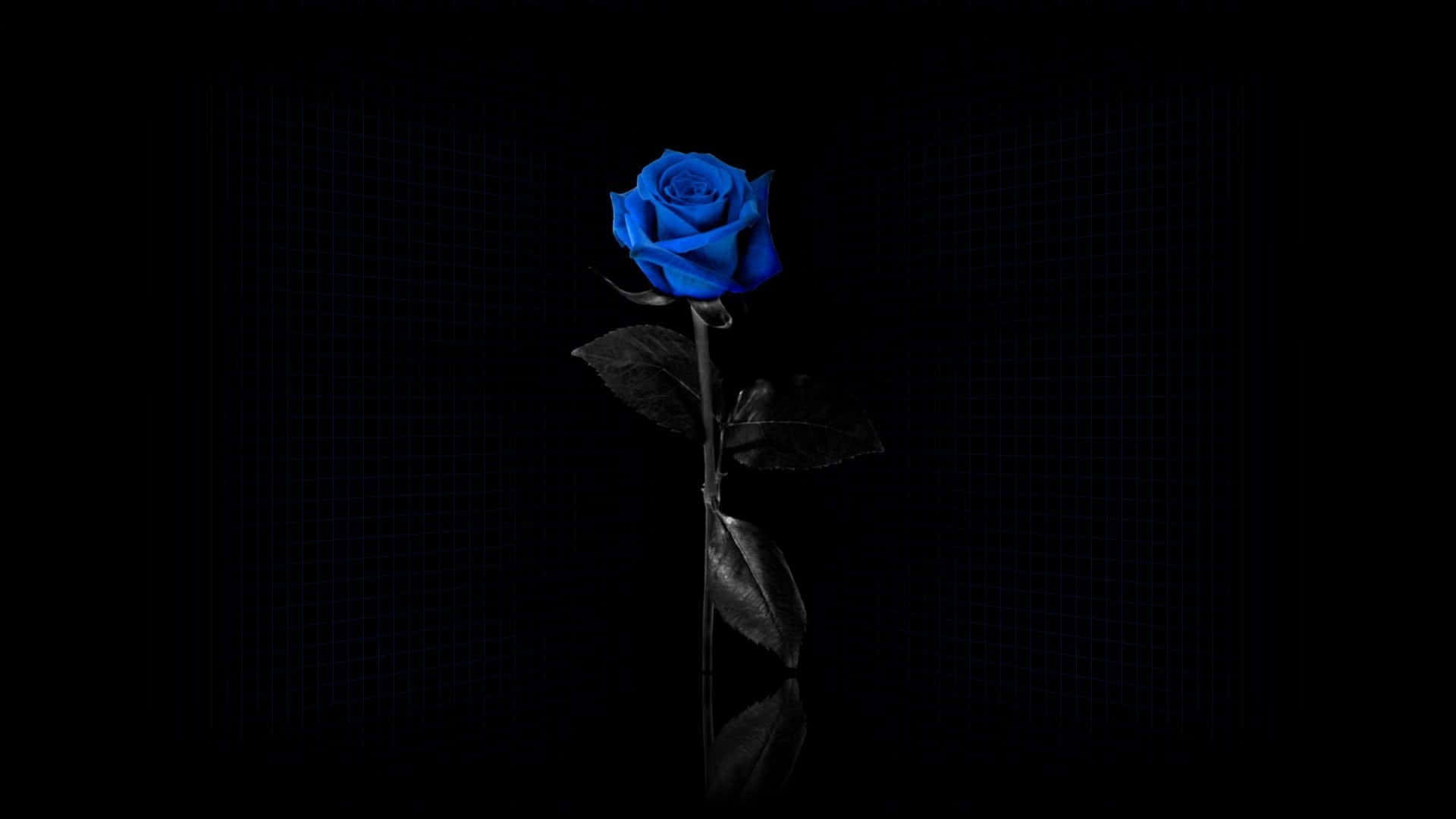 Blue Flower, vivid blue rose, long grass, Full HD Desktop Wallpaper