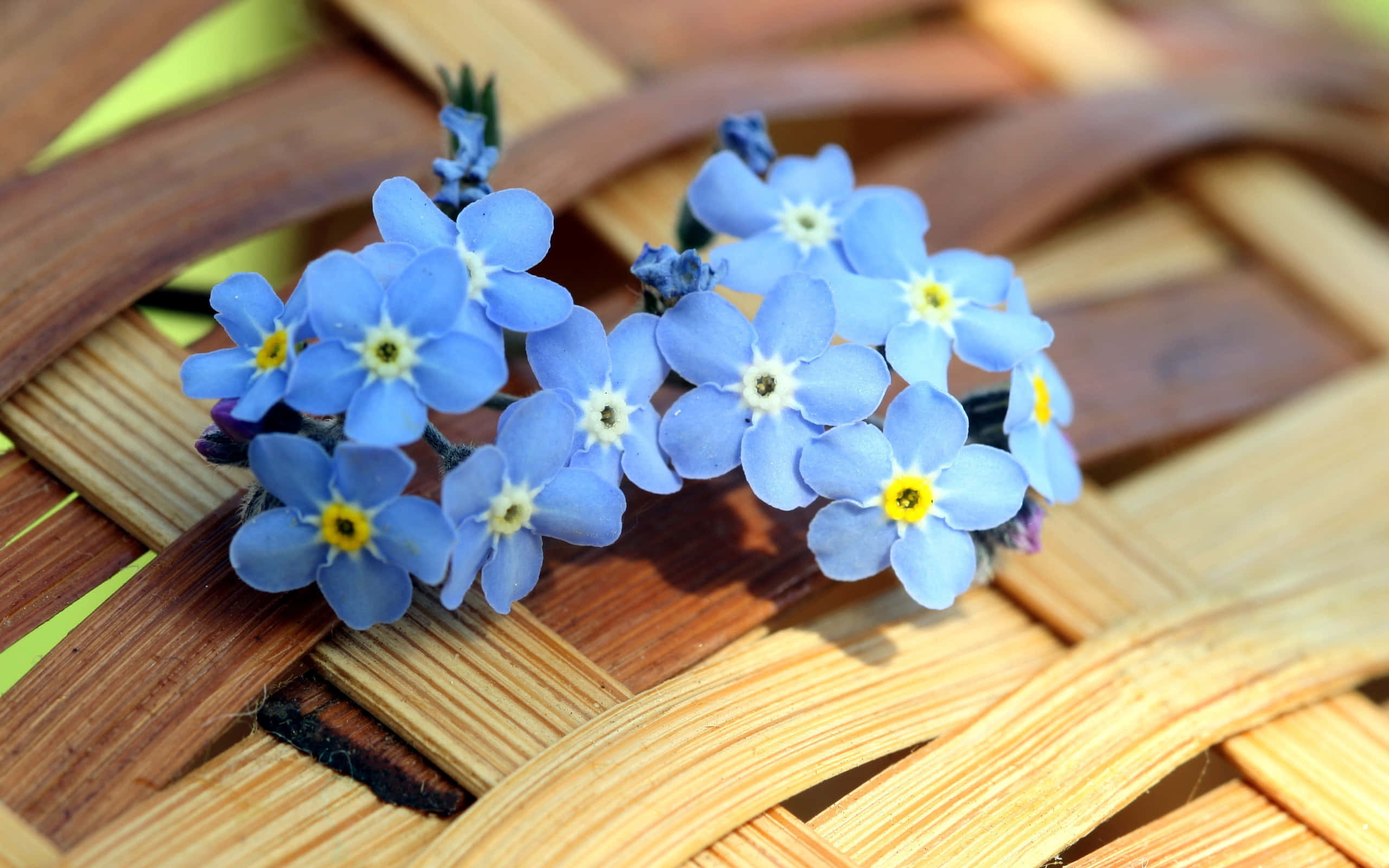 blue flower, forget-me-nots, yellow centers, 2K Desktop Wallpaper