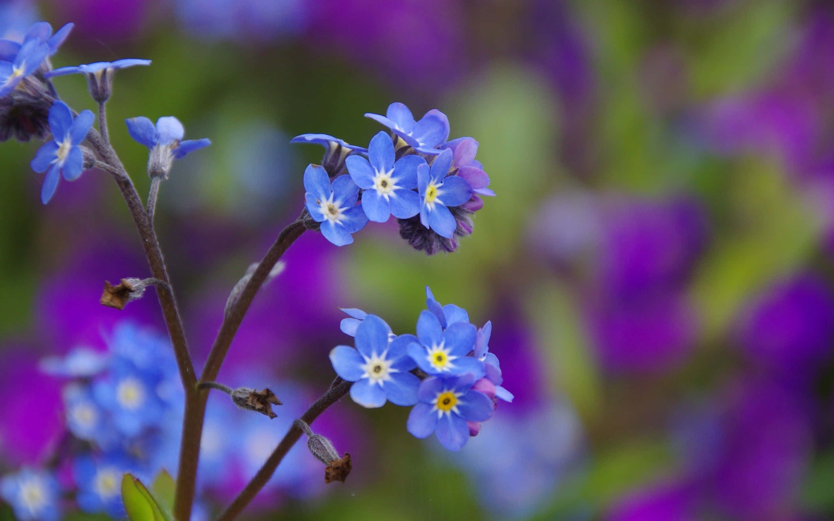 Blue Flower Desktop, forget-me-nots, vibrant blue, 2K Desktop Wallpaper