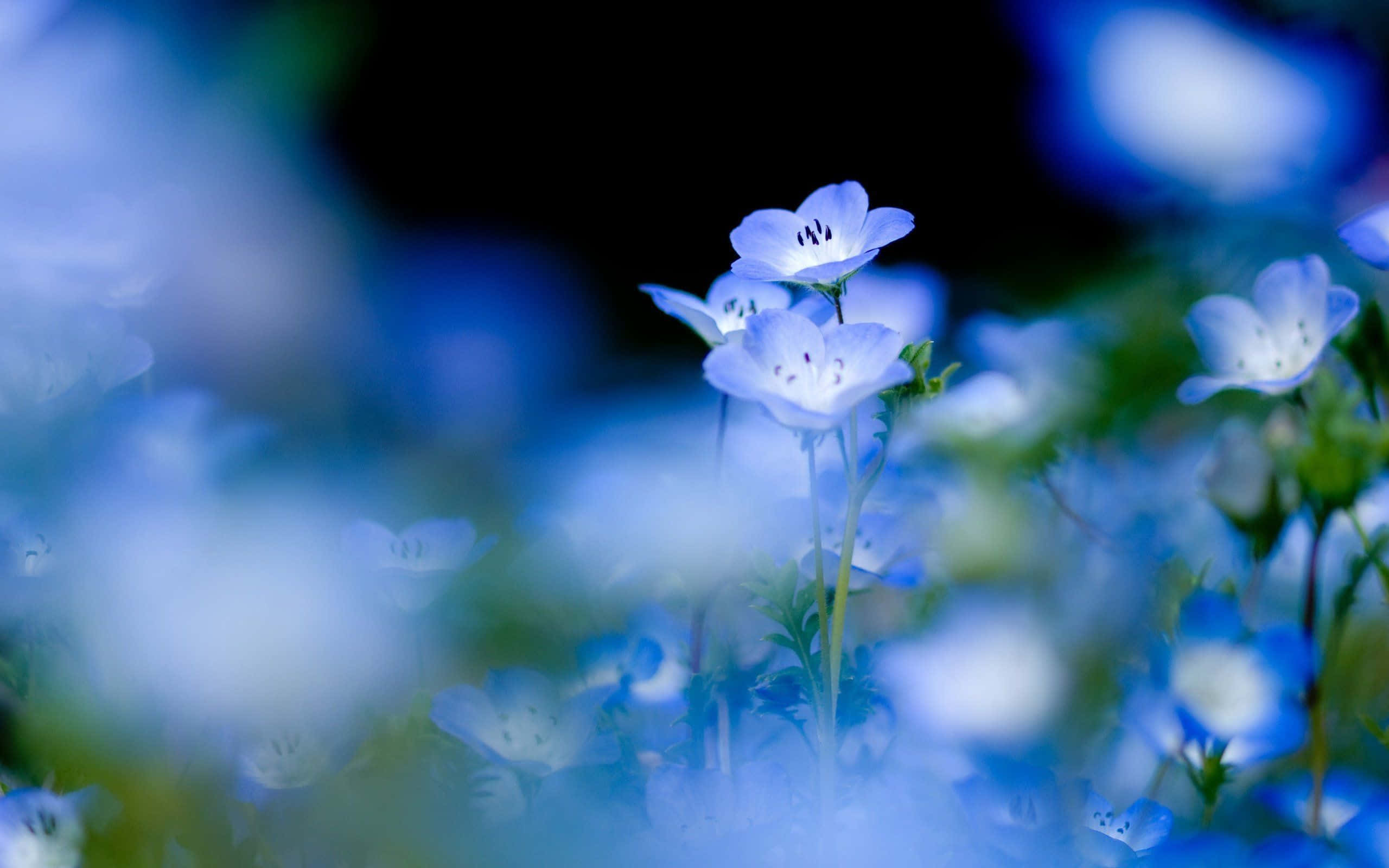 blue flowers, white centers, dark blurred background, 2K Desktop Wallpaper