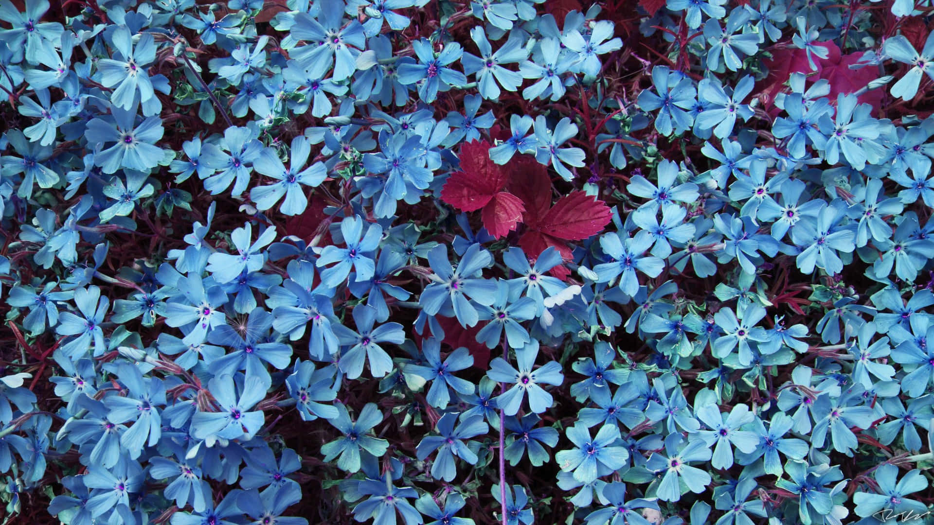blue flower desktop, blue flowers, green background, Full HD Desktop Wallpaper