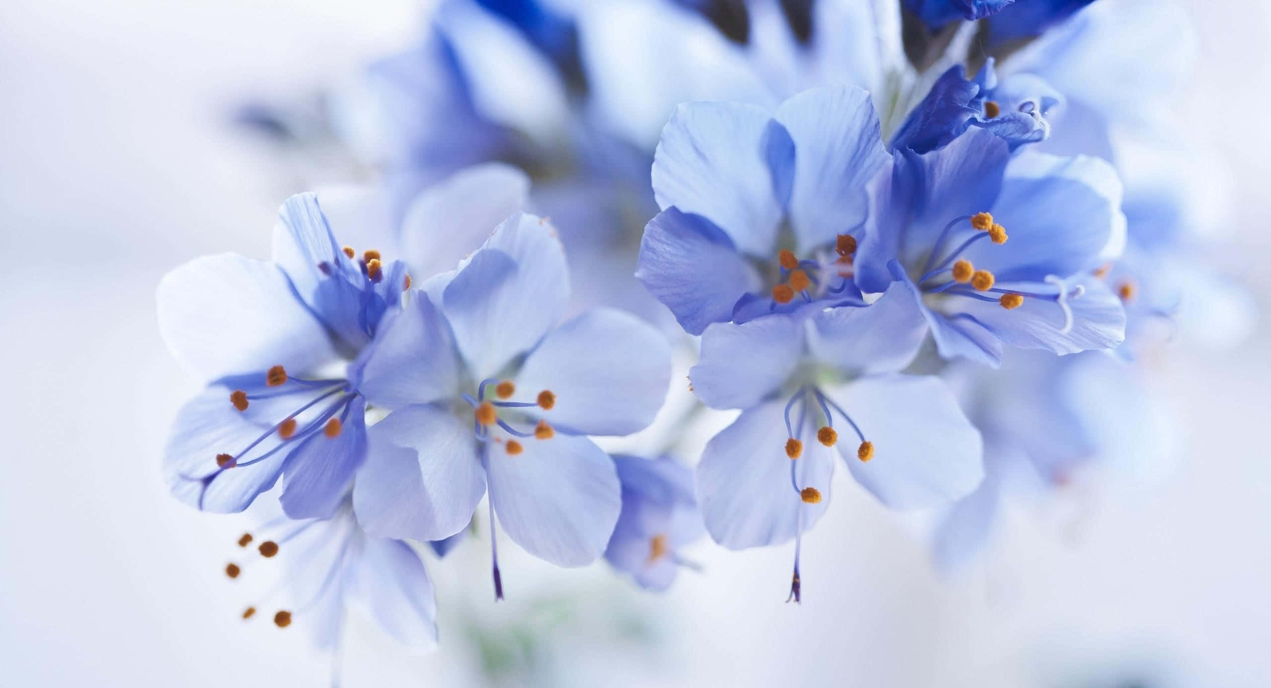 Blue Flower Desktop, soft blue flowers, orange stamens, 2K Desktop Wallpaper