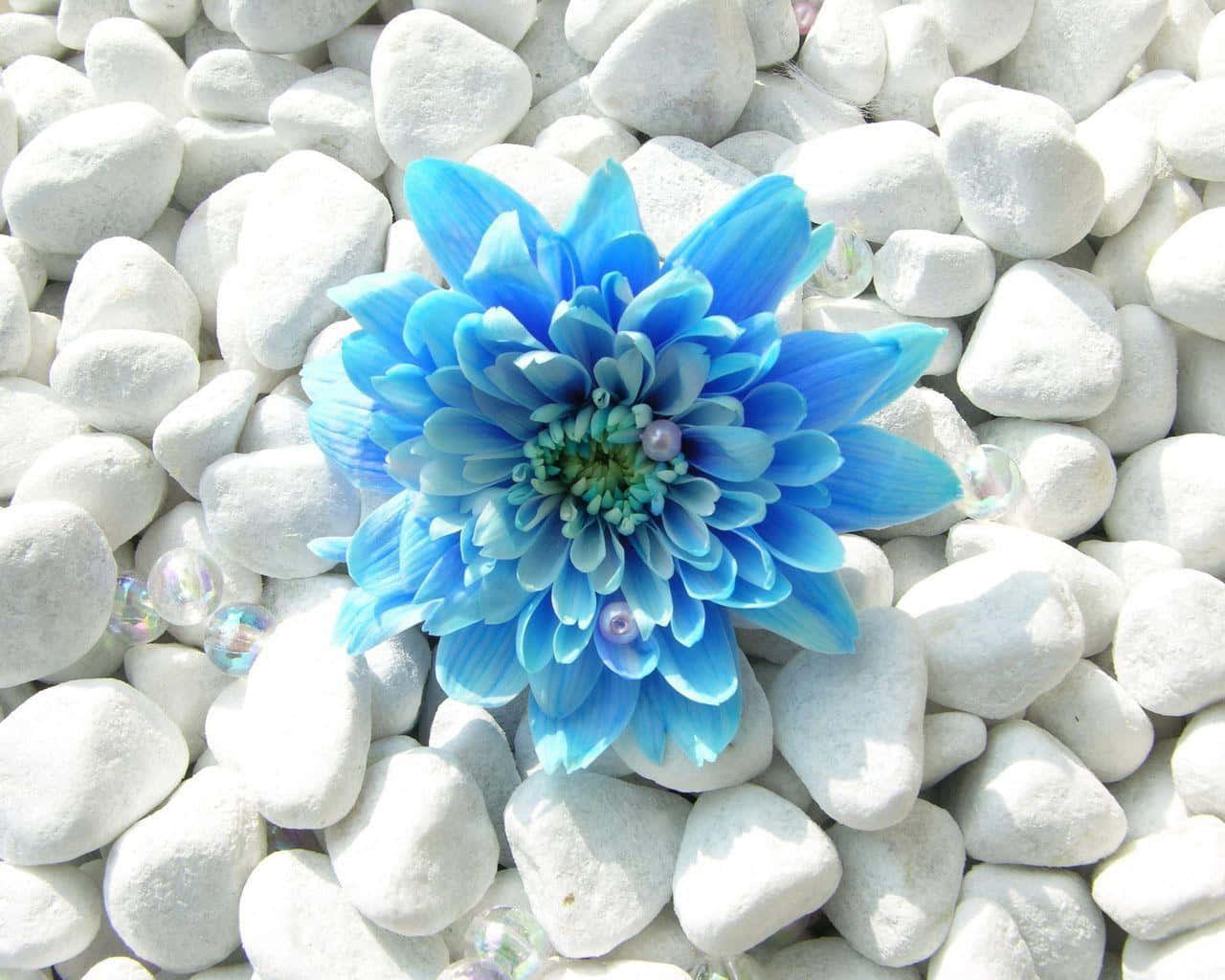 blue chrysanthemum, white rock, smooth white pebbles, HD Desktop Wallpaper