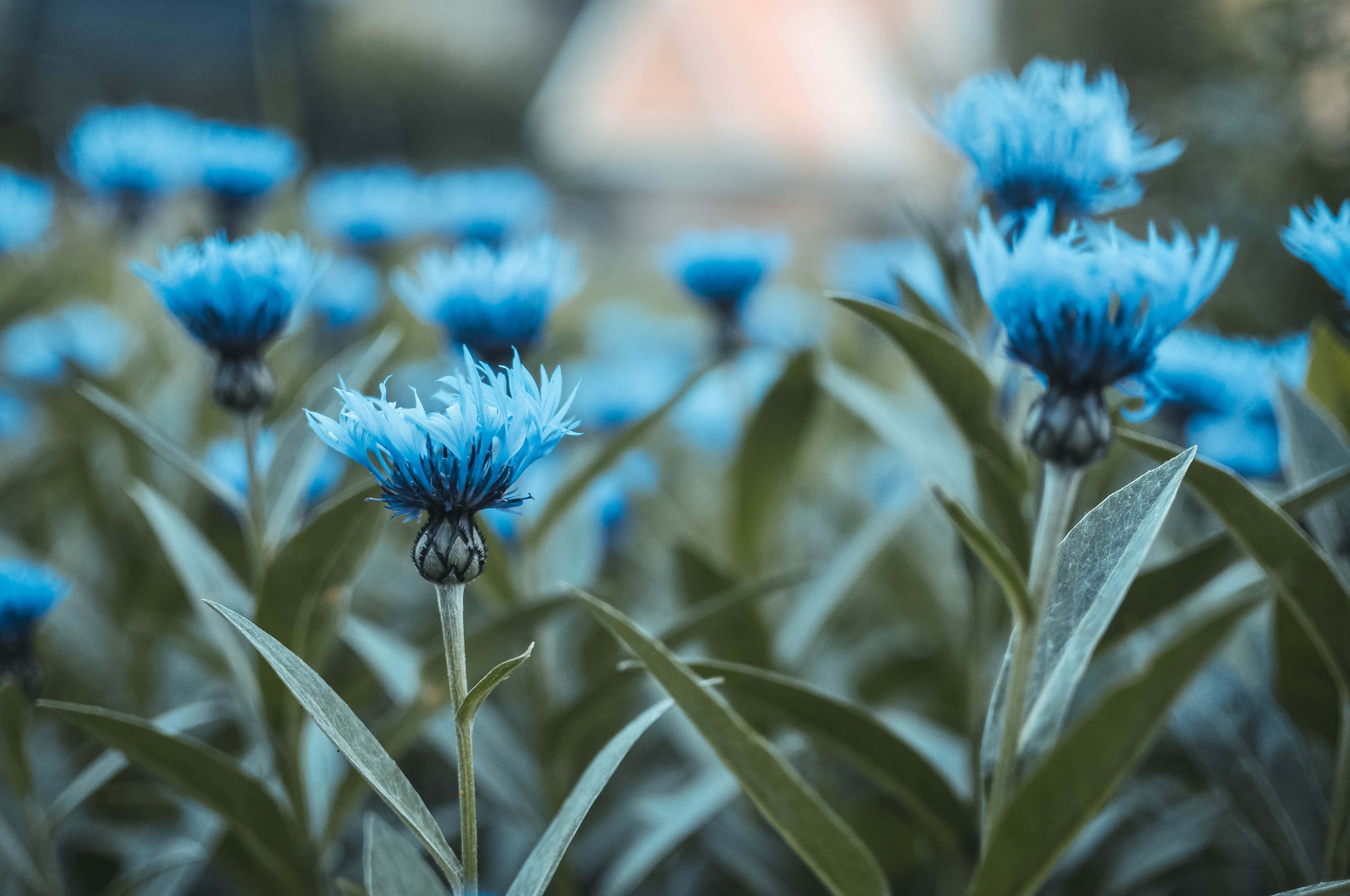 blue flower, vintage desktop, cornflowers, 4K Desktop Wallpaper