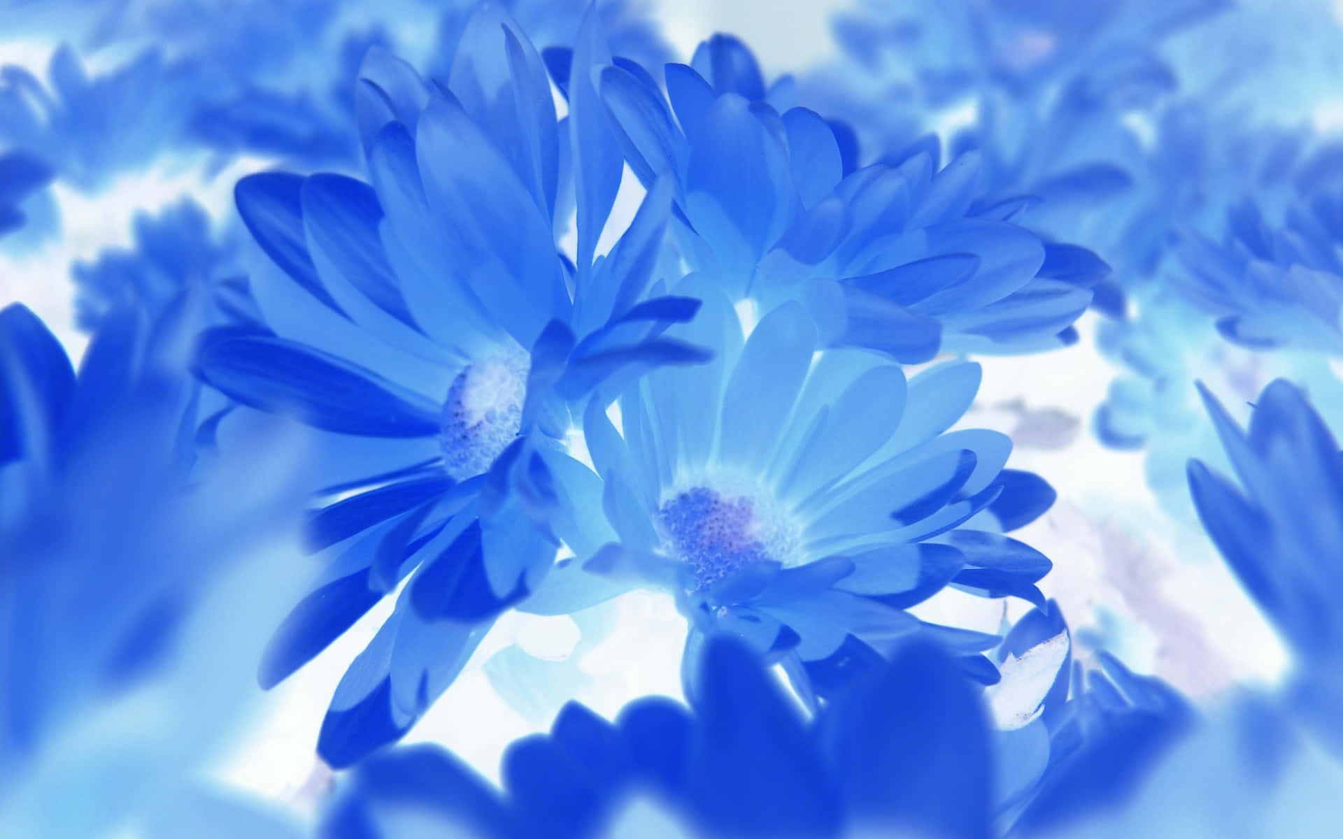 blue flowers, soft blue daisies, dreamy blur, Full HD Desktop Wallpaper