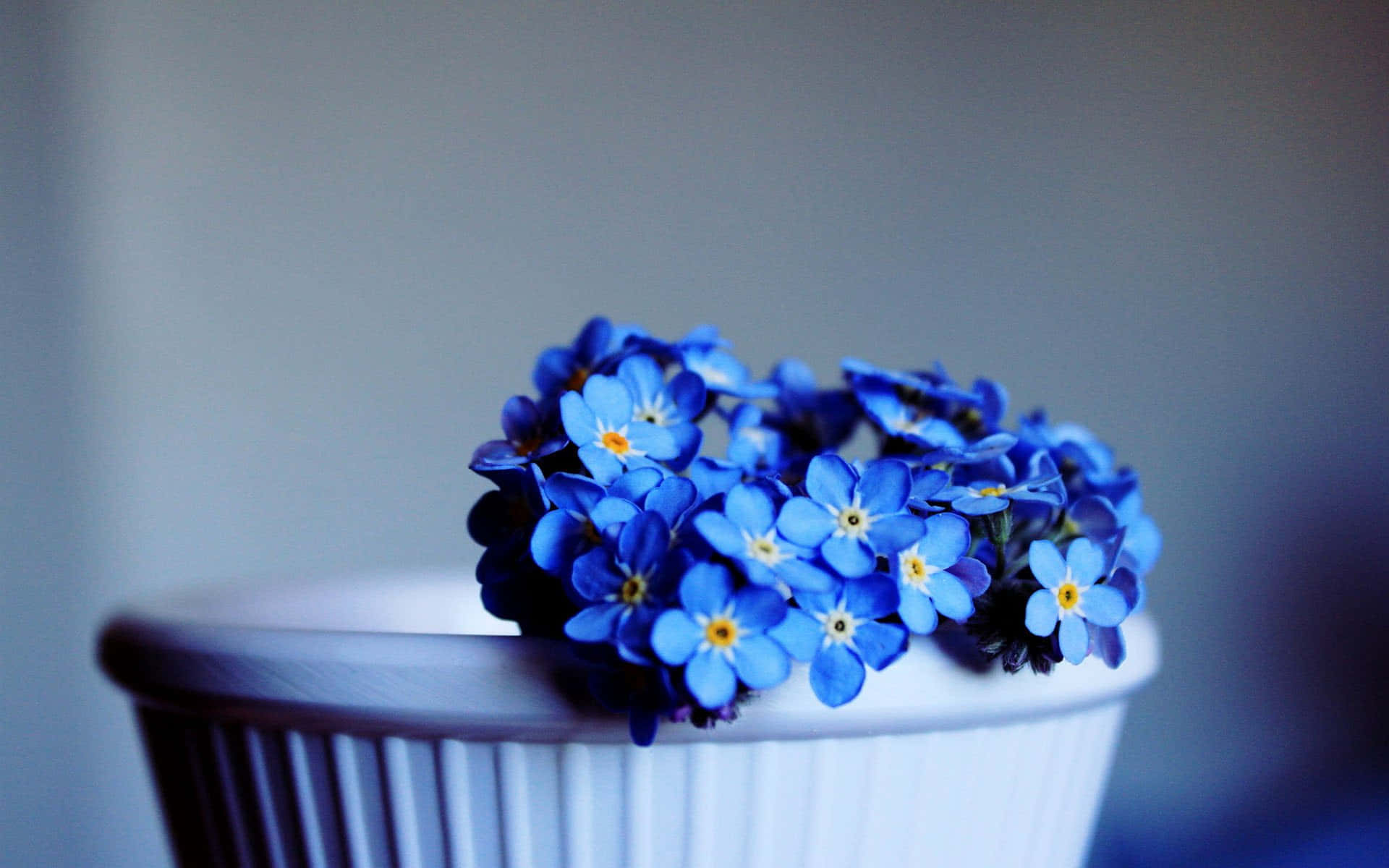 blue forget-me-nots, yellow centers, white ribbed vase, Full HD Desktop Wallpaper