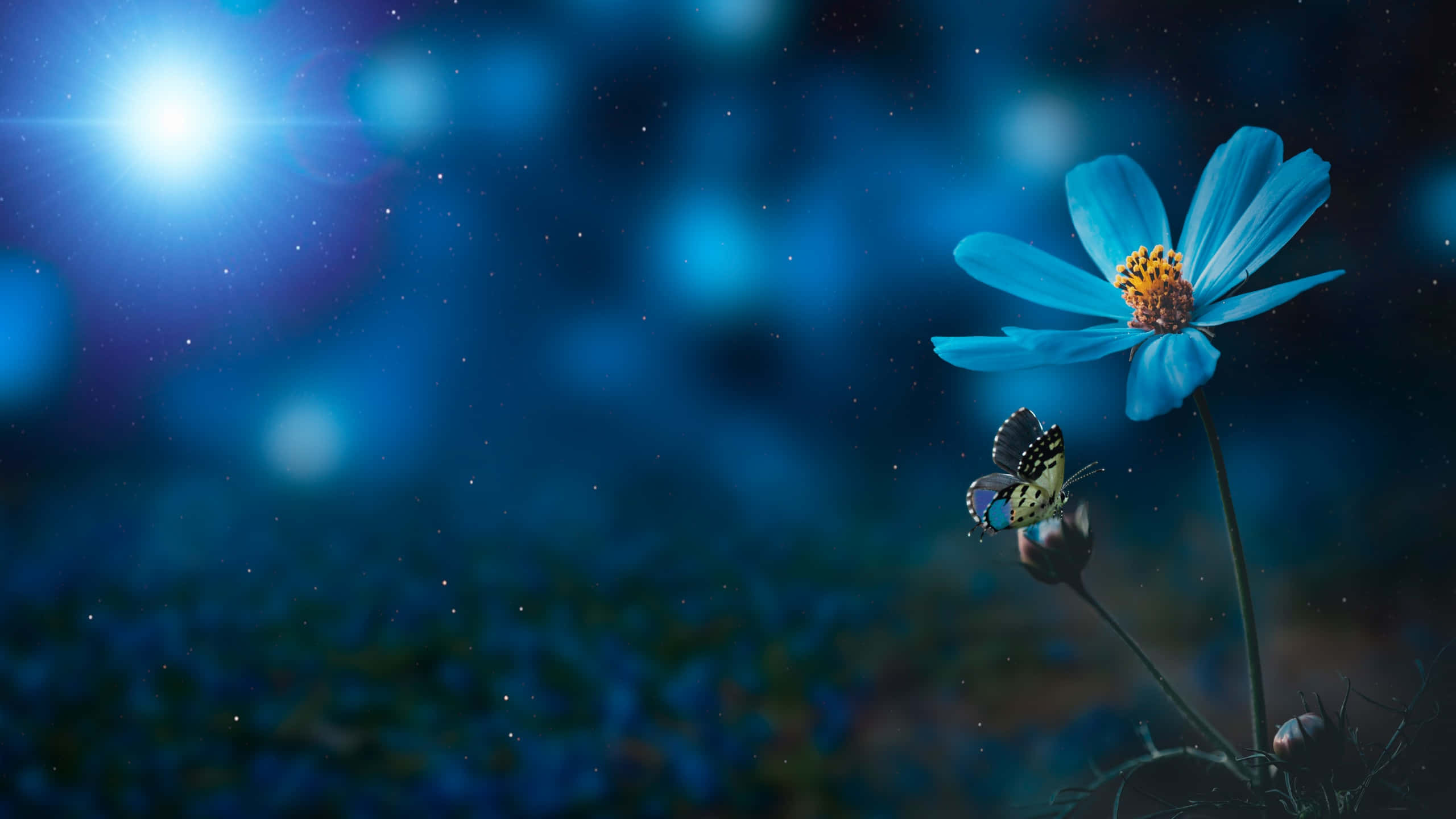 Blue Flower Desktop, butterfly, glowing blue cosmos flower, 2K Desktop Wallpaper