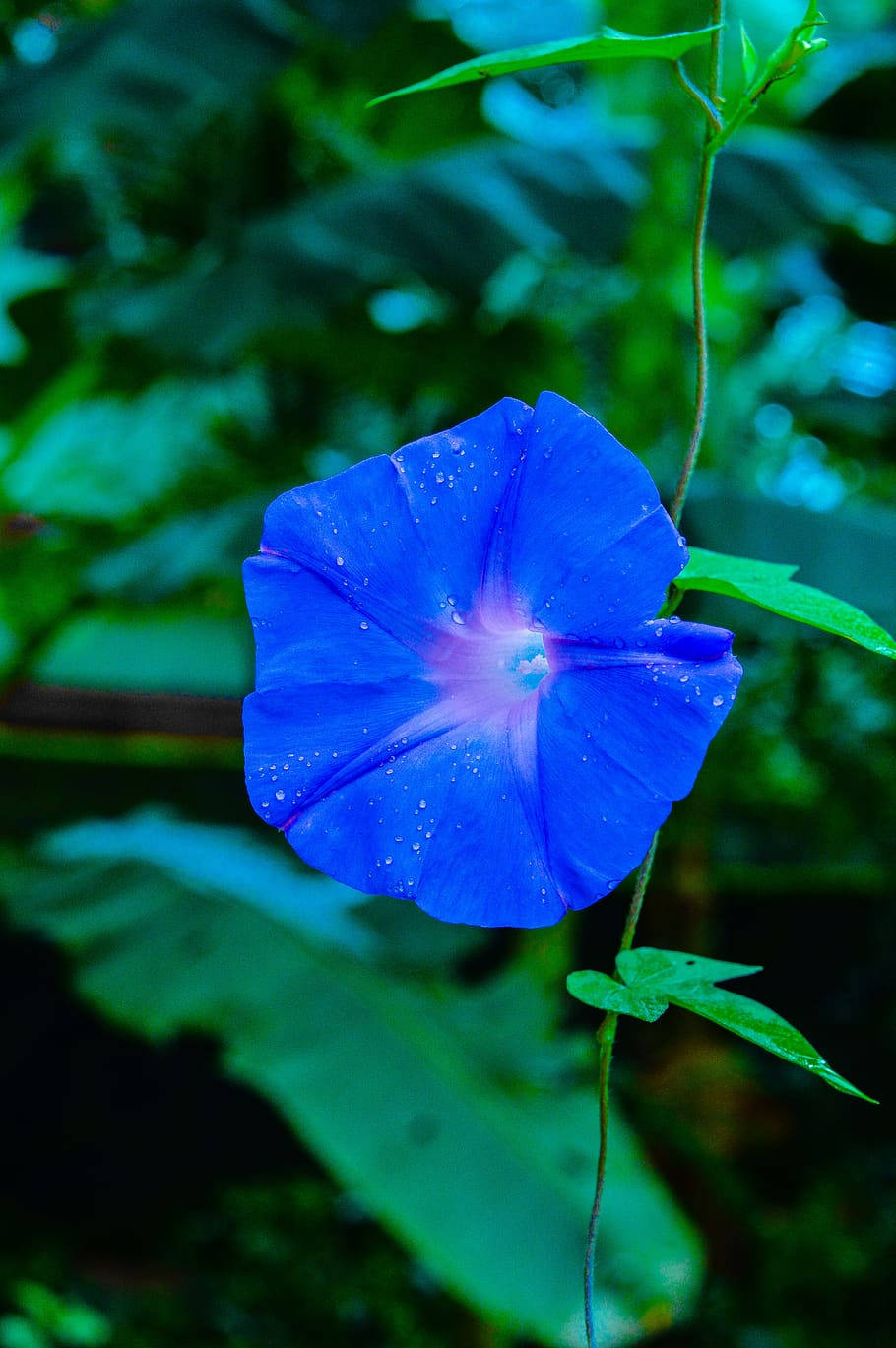 blue flower, morning glory, dew drops, HD Phone Wallpaper