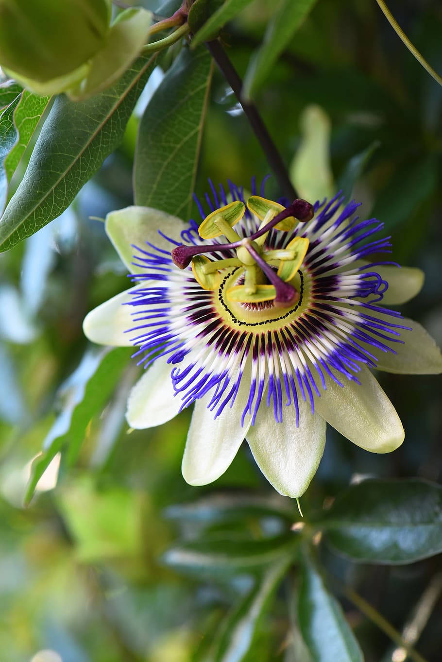 Shrub With Blue Flower iPhone, passionflower, purple blue filaments, HD Phone Wallpaper