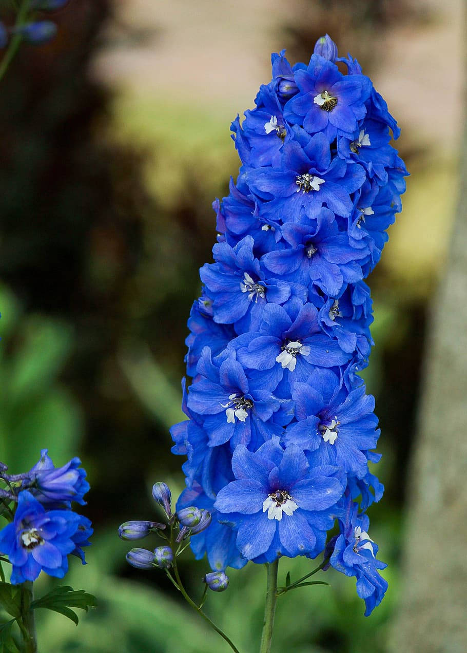 clumped larkspur, blue flower, iPhone, SD Phone Wallpaper