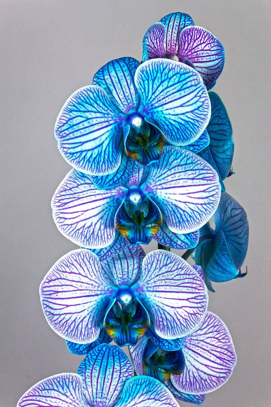 Purple And Blue Flower iPhone, vibrant blue, purple orchids, HD Phone Wallpaper
