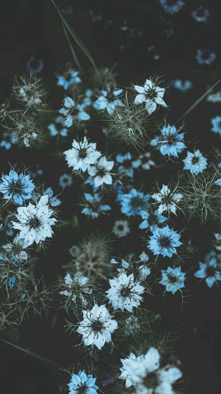 blue flowers, nigella flowers, dark moody backdrop, HD Phone Wallpaper