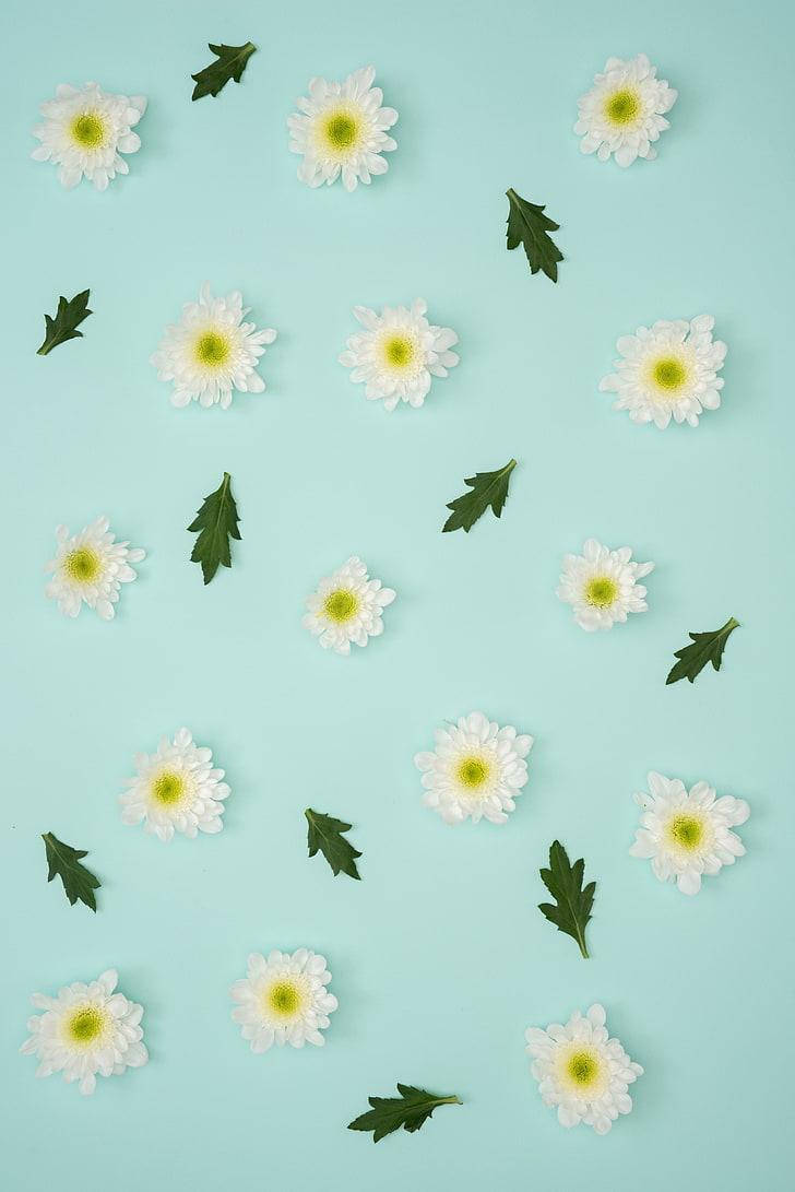 Pastel iPhone, blue flowers, white daisies, SD Phone Wallpaper