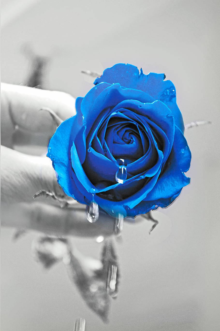 vivid blue rose, water, droplets, HD Phone Wallpaper