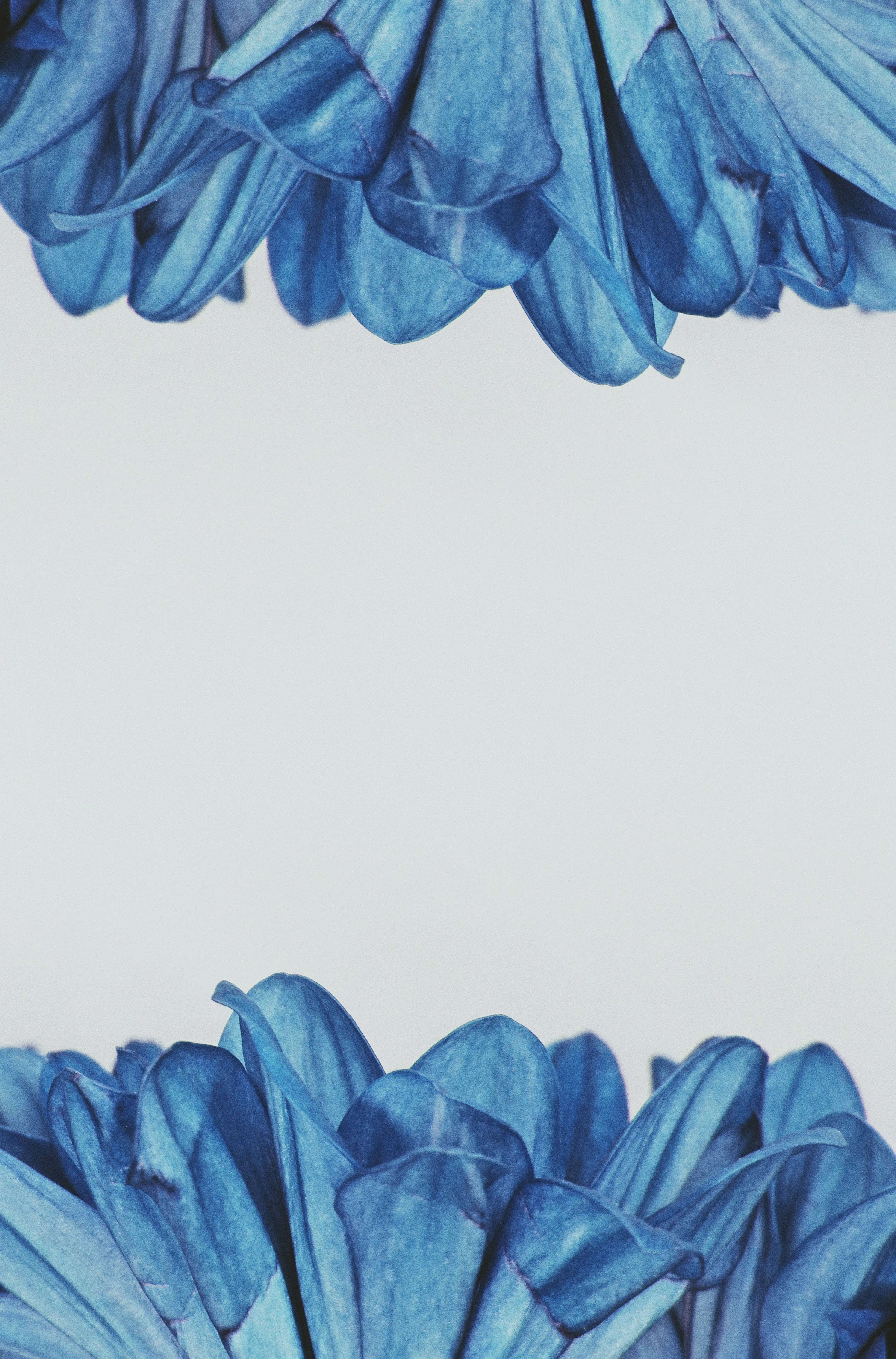 blue flowers, white background, soft shadows, 5K Phone Wallpaper