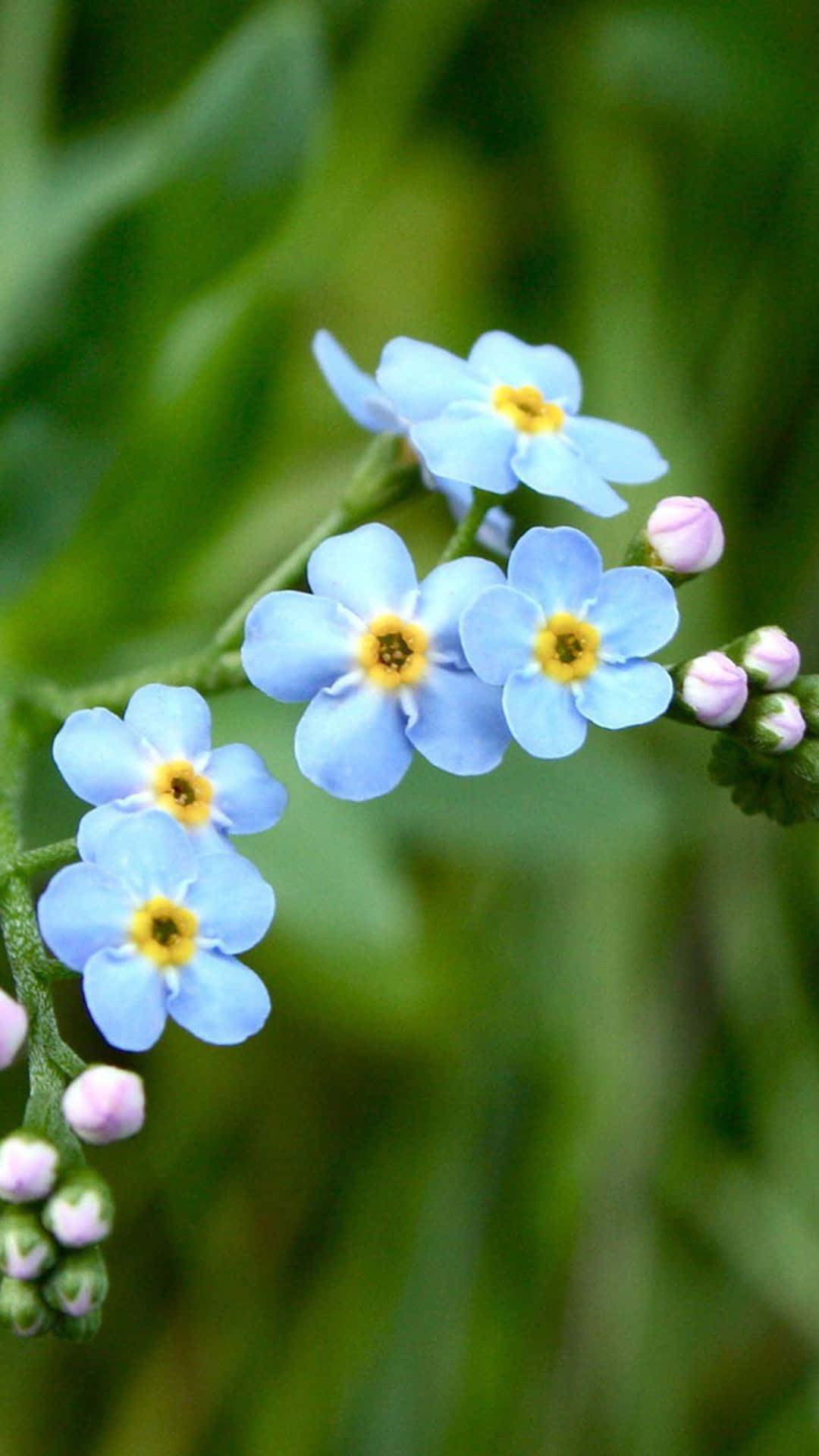blue forget-me-nots, yellow centers, soft green foliage, Full HD Phone Wallpaper