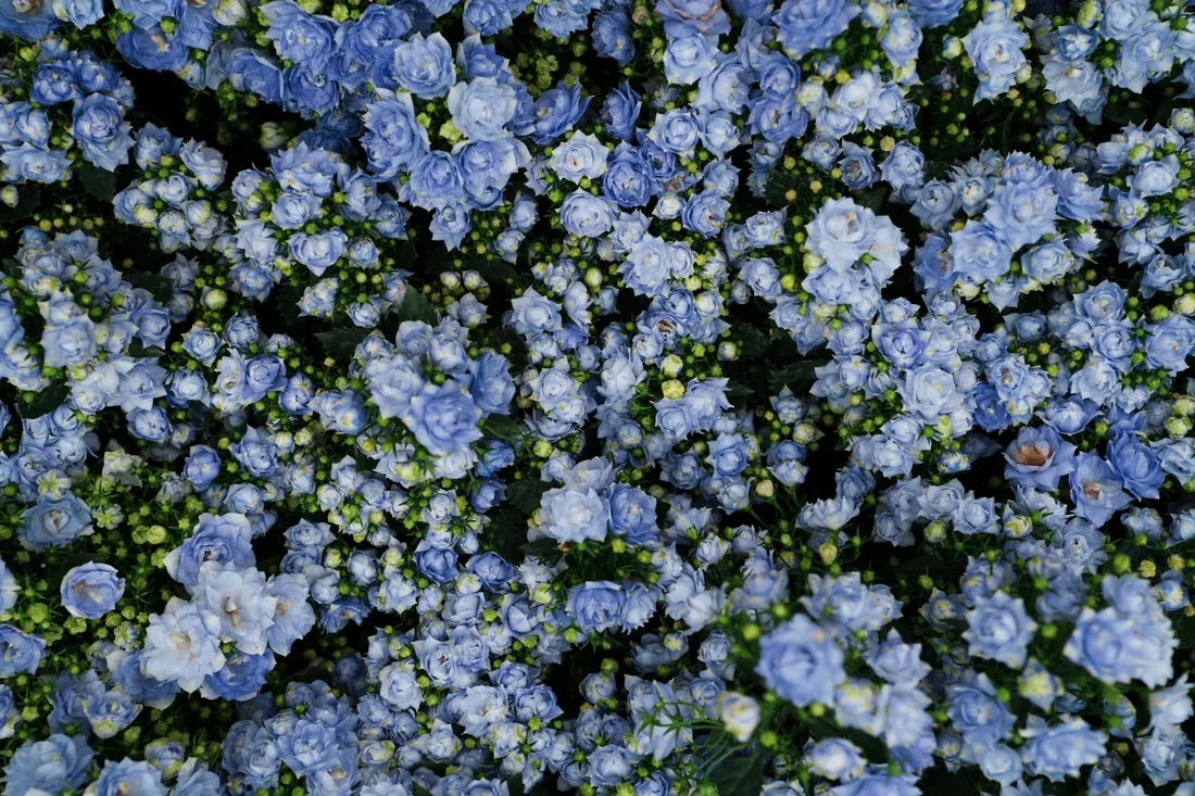 Blue Flowers Aesthetic