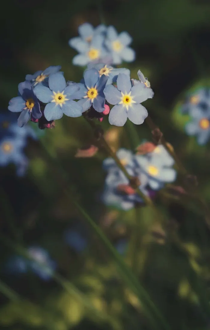Blue Flowers Phone