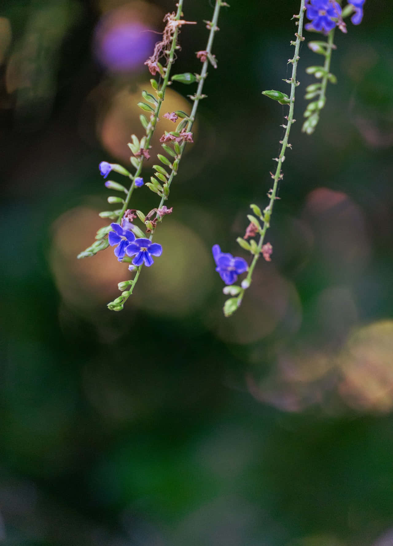 hanging blue flowers, slender green stems, soft blurred green and gold background, HD Phone Wallpaper