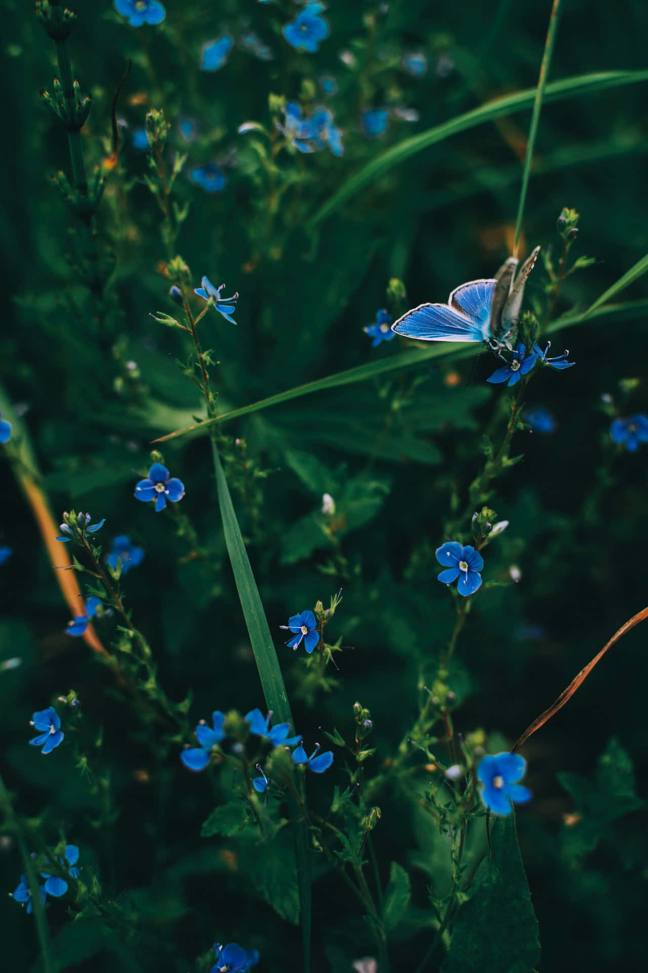 butterfly, blue flowers, vibrant blue flower, Full HD Phone Wallpaper