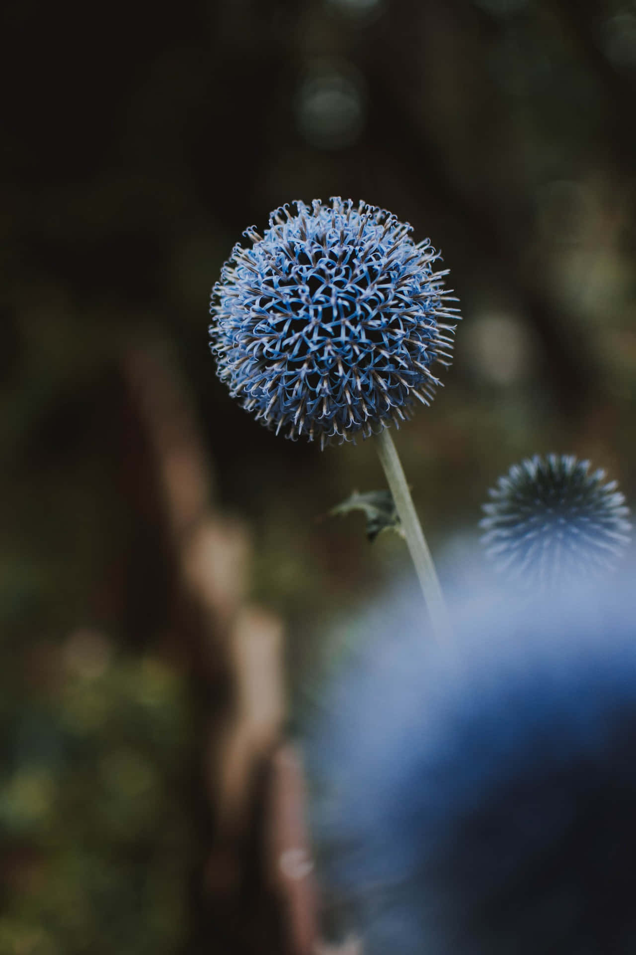 Dandelions, Blue Flowers Phone, spiky blue globe thistle flower, Full HD Phone Wallpaper