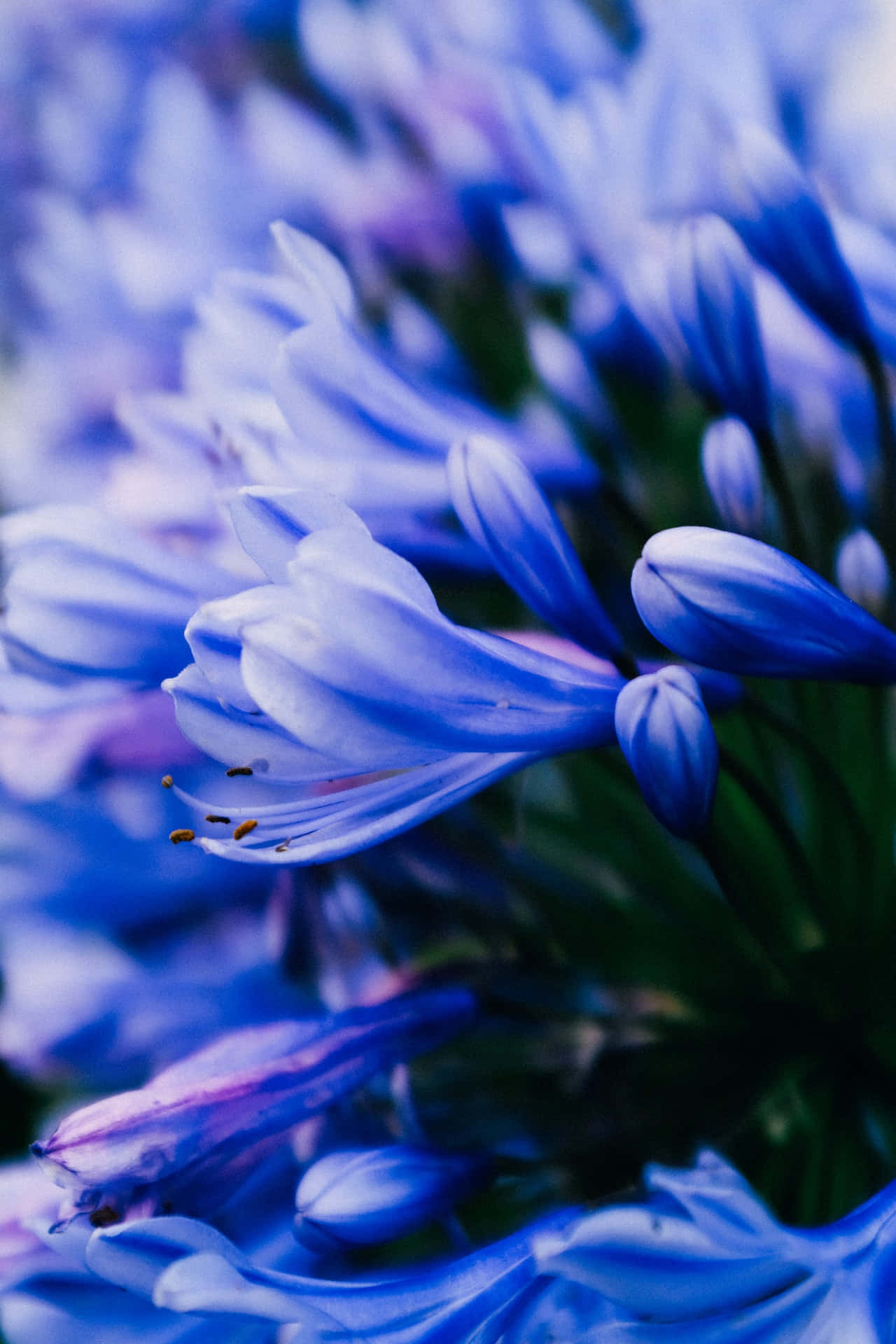 African Lily, blue agapanthus, vibrant blue, Full HD Phone Wallpaper