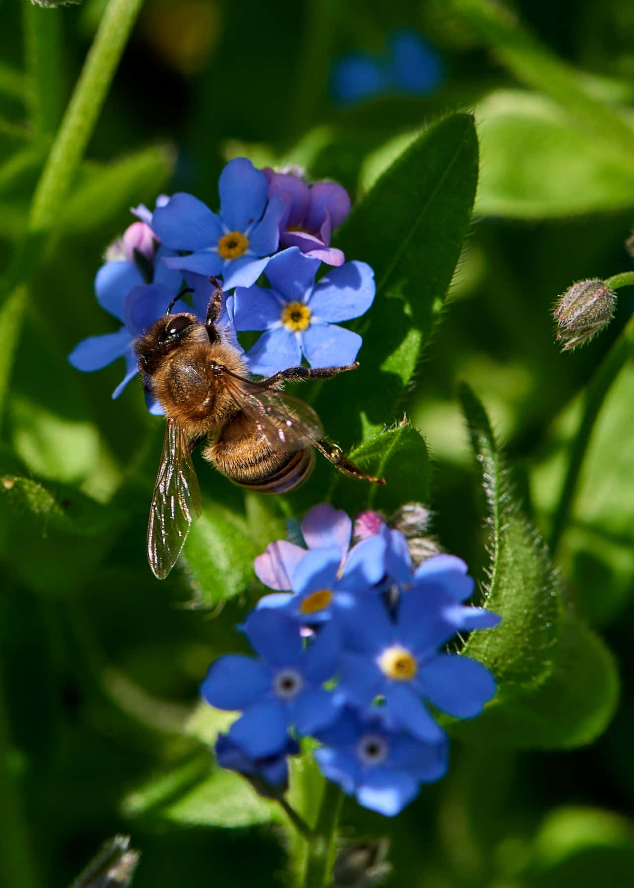 bee, vibrant blue forget-me-nots, lush green foliage, HD Phone Wallpaper