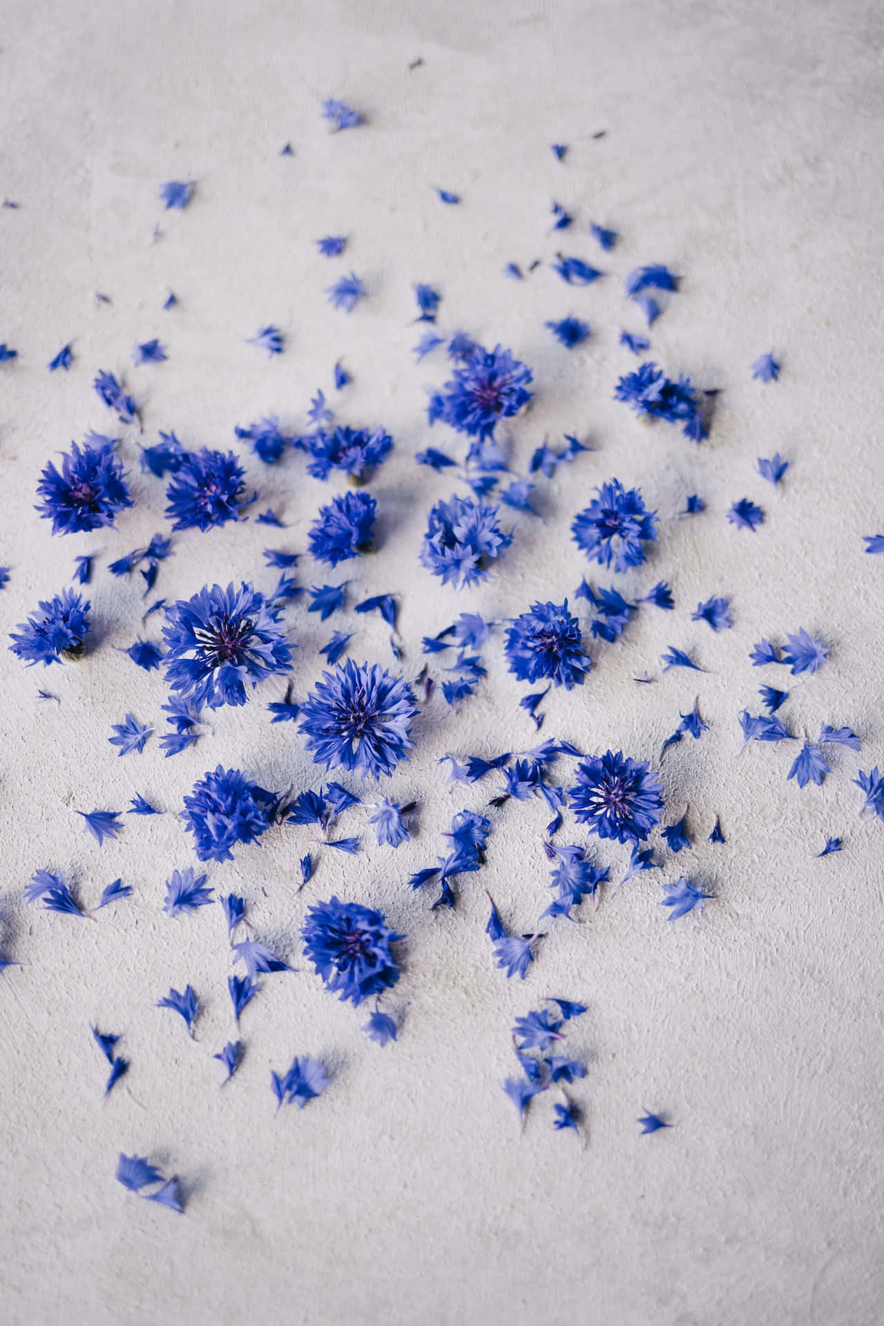 blue flowers, cornflowers, petals, HD Phone Wallpaper