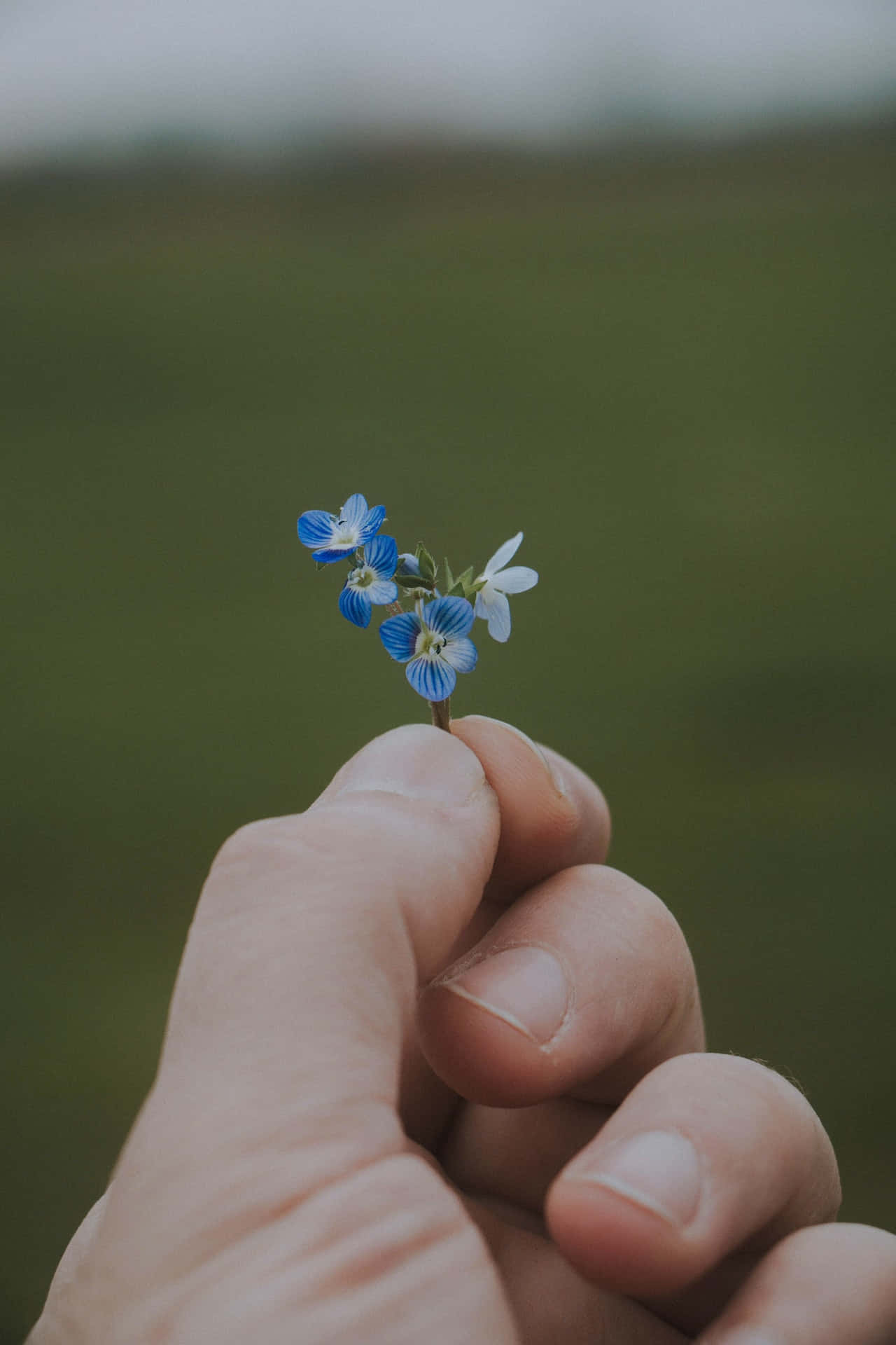 blue flowers phone, hand, blue and white flowers, Full HD Phone Wallpaper
