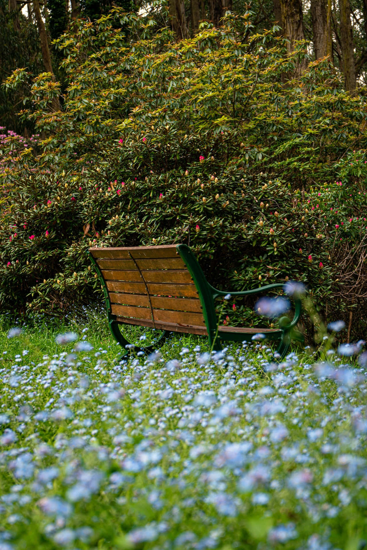 Park Bench, blue flowers, wooden bench, HD Phone Wallpaper