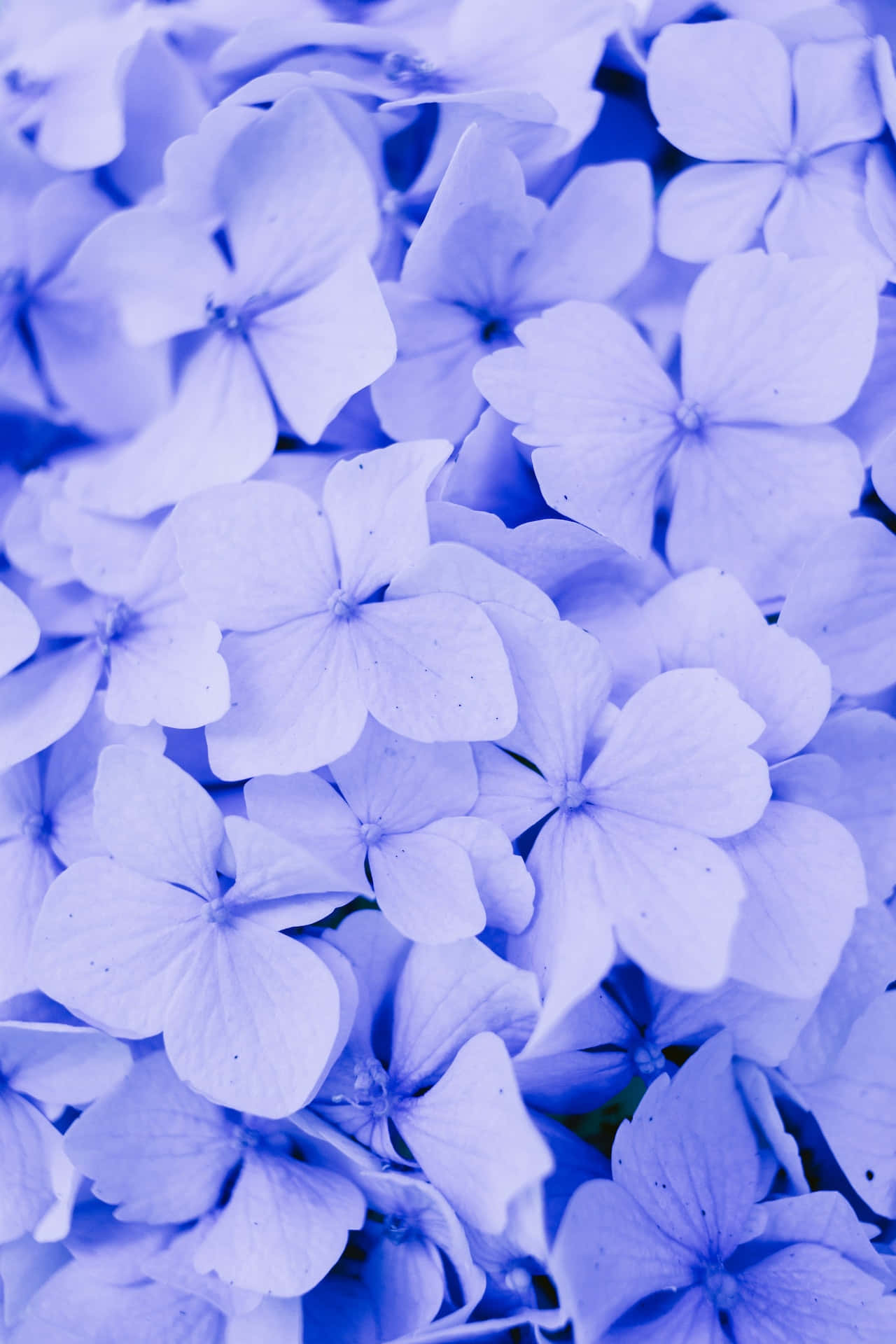 hydrangea, blue flowers, soft blue hydrangea blossoms, Full HD Phone Wallpaper