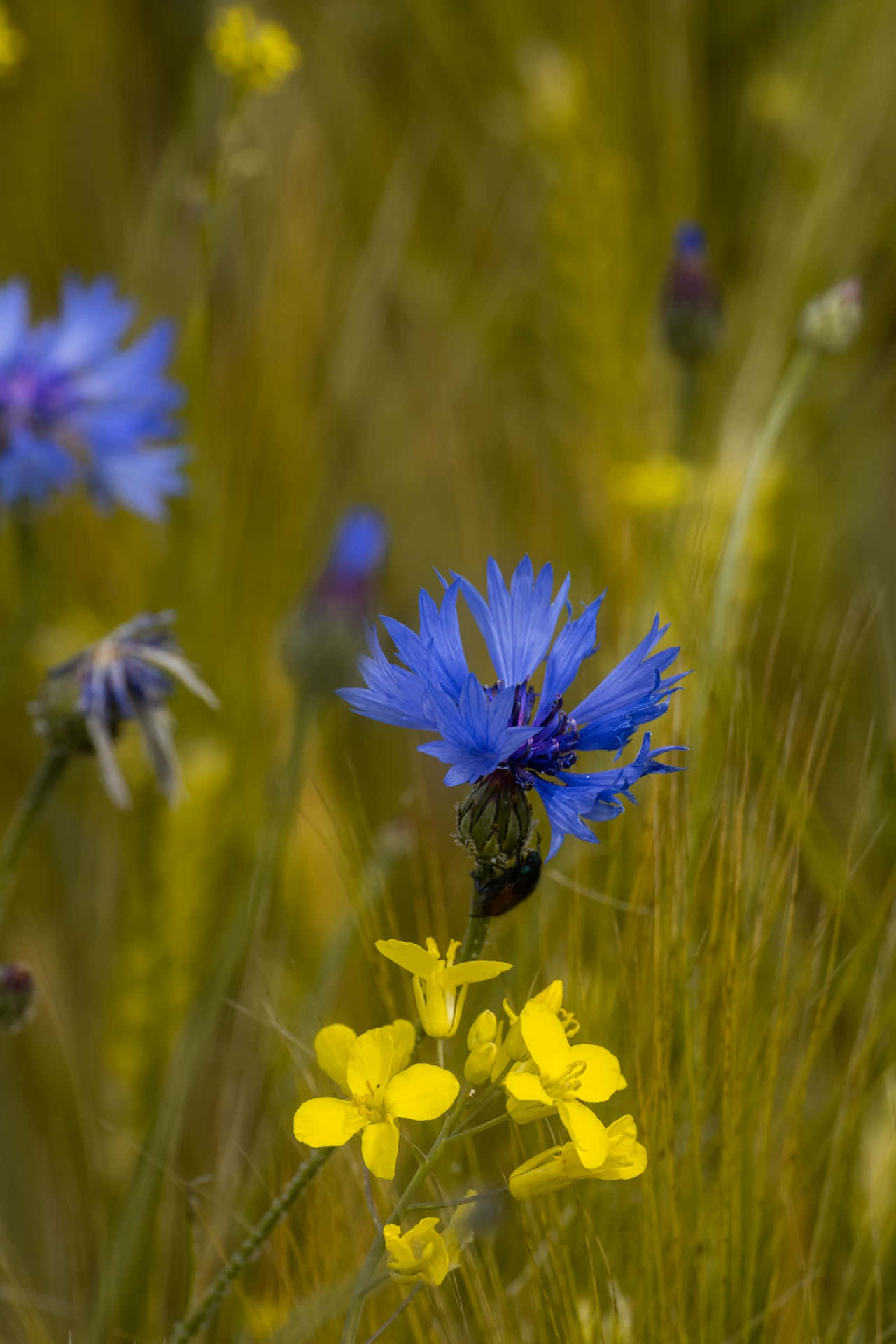 blue cornflowers, bright yellow blooms, sunlit meadow, Full HD Phone Wallpaper