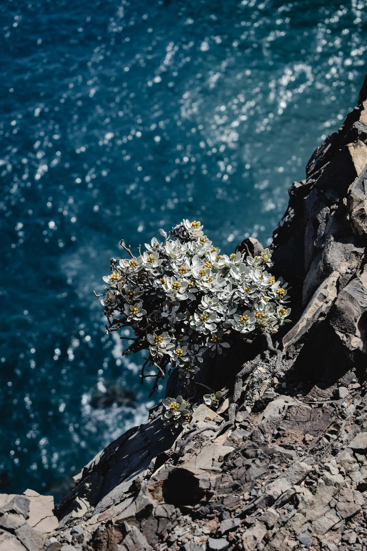 elegant blue flowers, rugged cliff edge, sparkling deep blue ocean, Full HD Phone Wallpaper