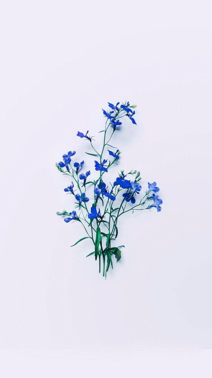 blue flowers, vibrant blue flowers, green stems, HD Phone Wallpaper