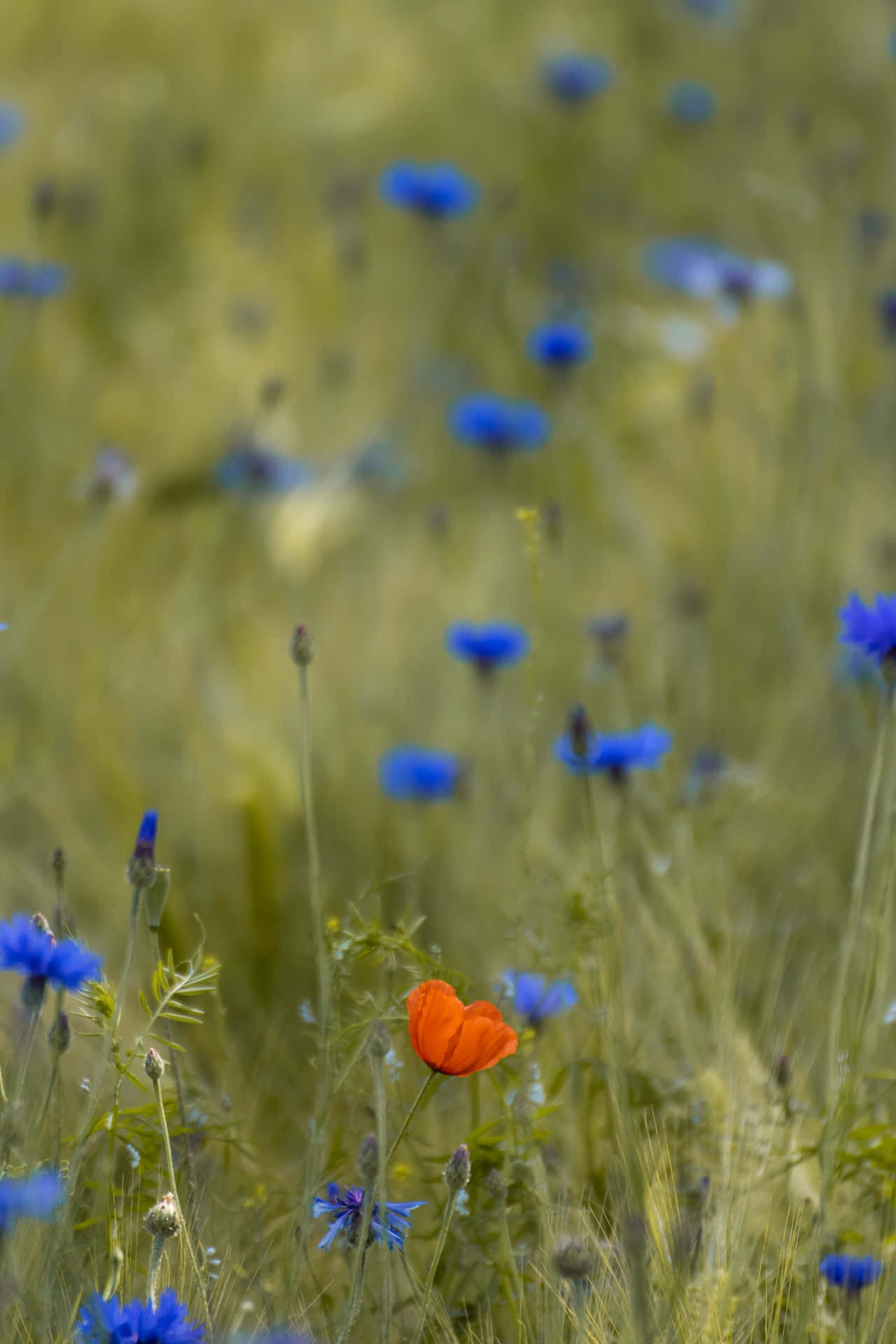 blue cornflowers, golden grasses, vibrant orange poppy, Full HD Phone Wallpaper