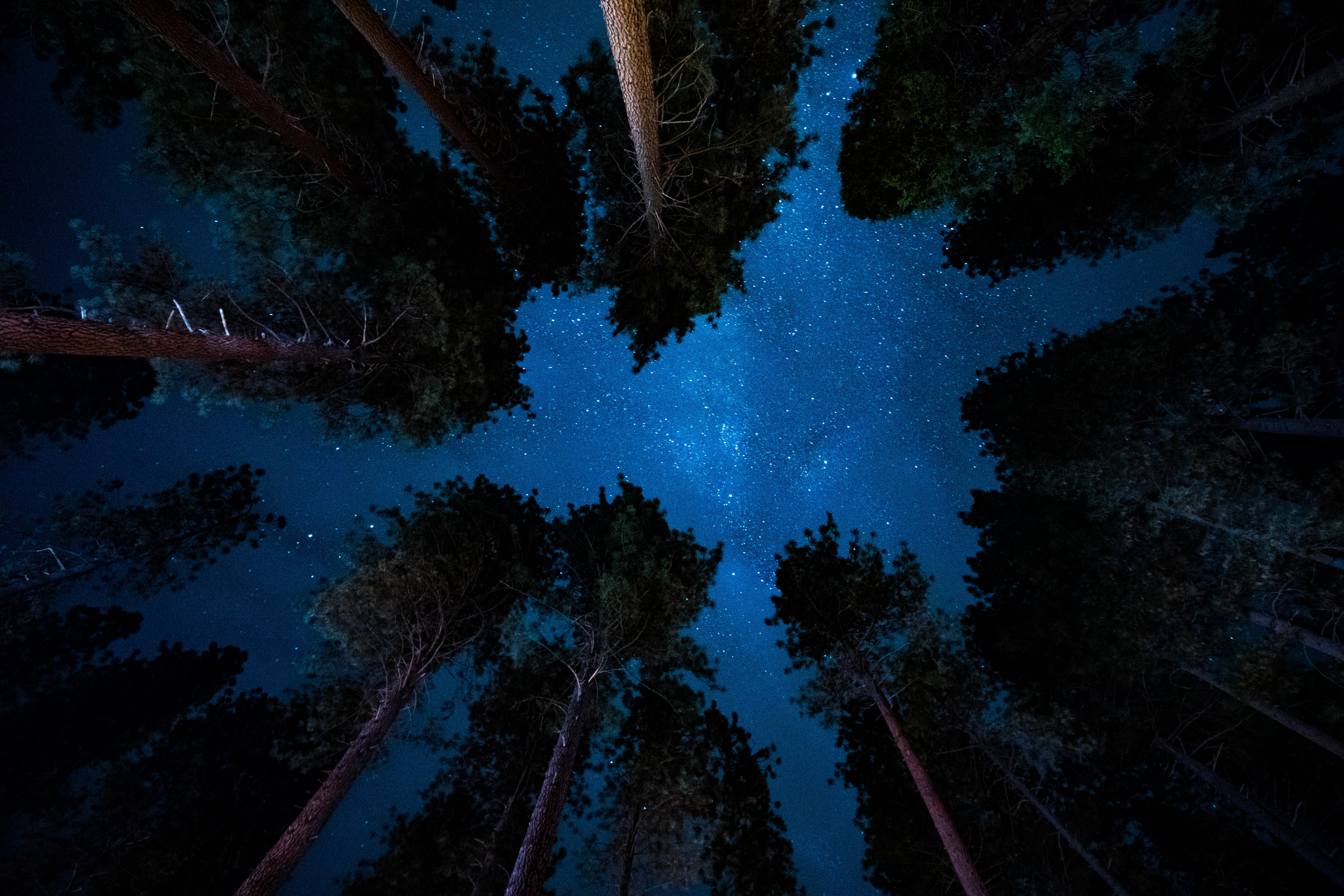 Blue Galaxy, starry night sky, towering pine trees, 5K Desktop Wallpaper
