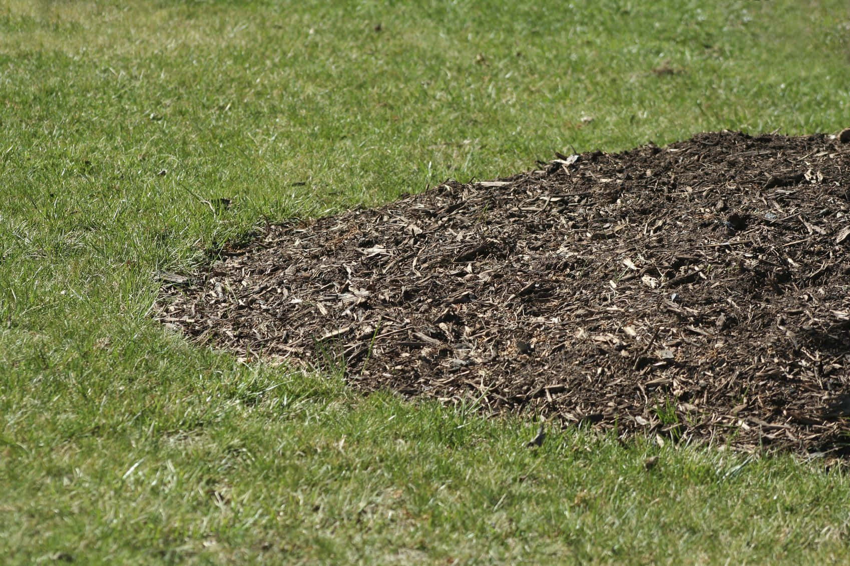 Blue Grass, dark brown mulch, vibrant green grass, HD Desktop Wallpaper