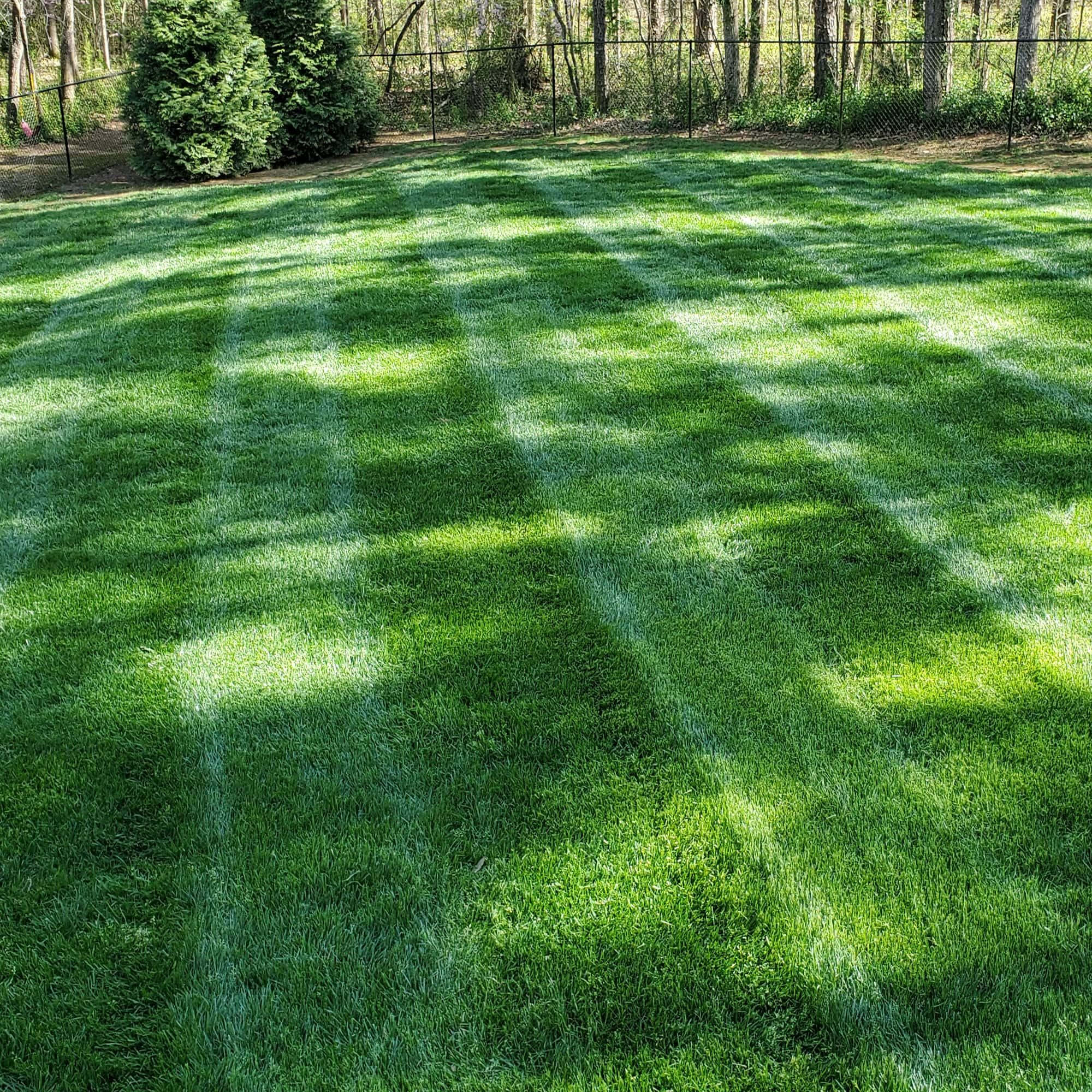 Blue Grass 2000, vibrant green lawn, fence, Full HD Desktop Wallpaper