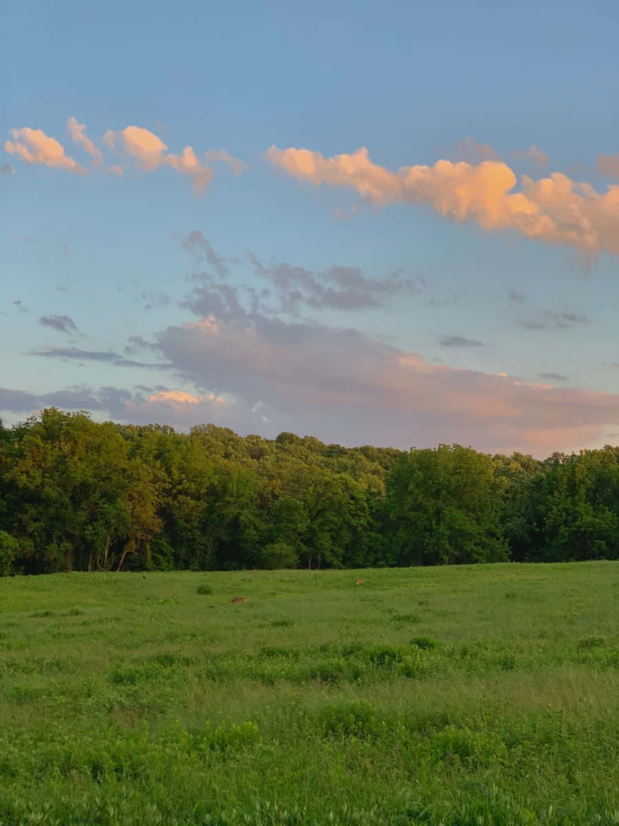 Blue Grass, lush green meadow, serene sunset, SD Phone Wallpaper