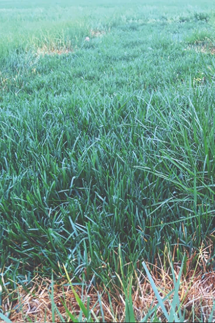 blue grass, lush green grass, dry straw, SD Phone Wallpaper