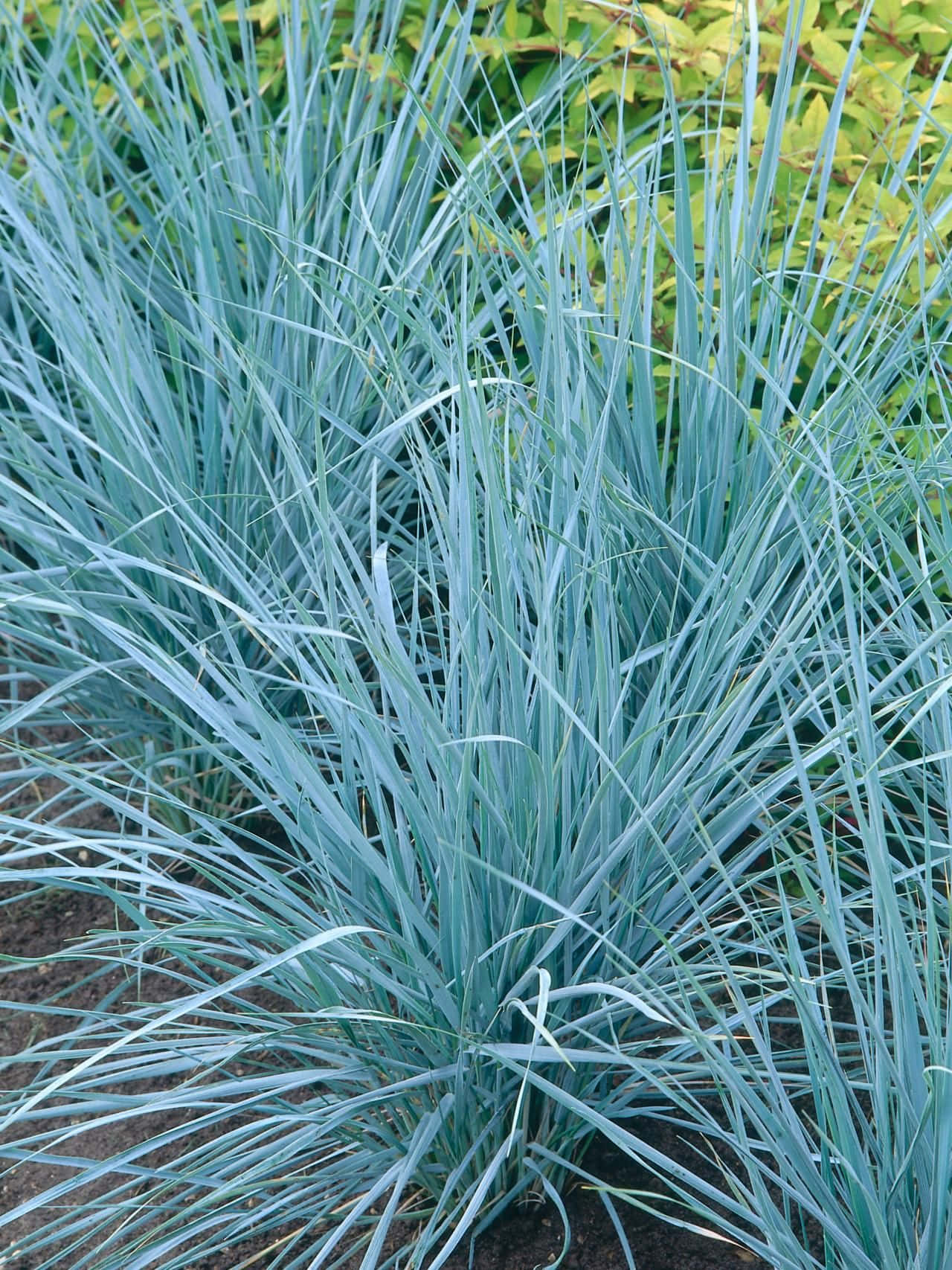 Blue Grass, vibrant blue-green ornamental grass, lush green foliage, HD Phone Wallpaper