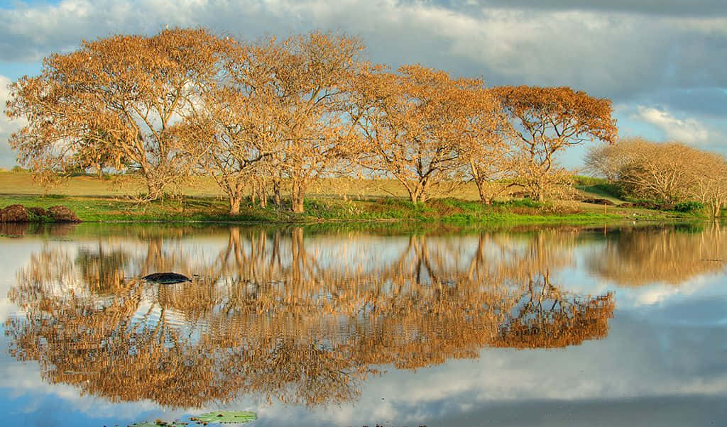 Blue Grass, golden autumn trees, calm lake, SD Desktop Wallpaper