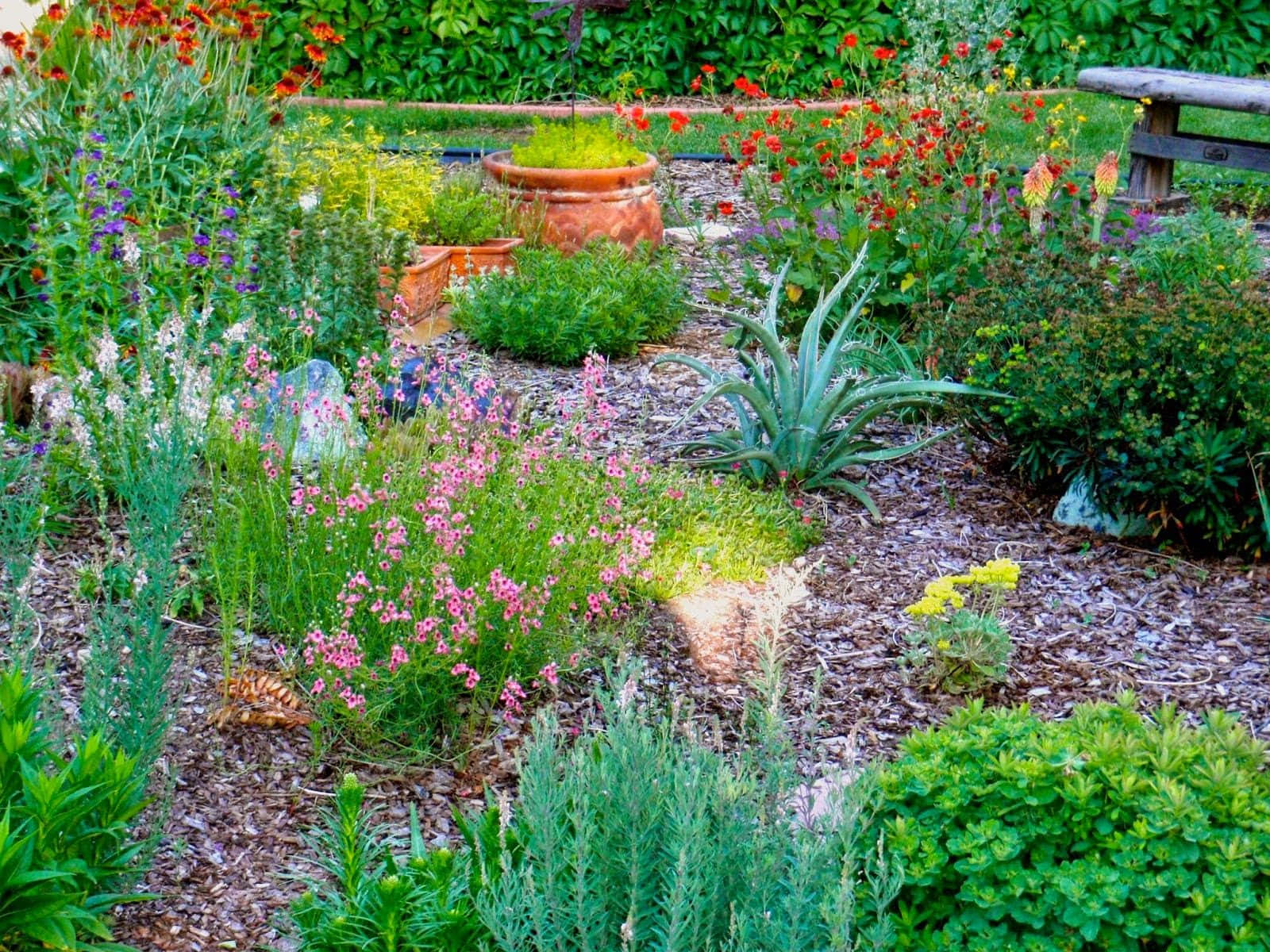 blue grass, sunlit garden path, vibrant wildflowers, HD Desktop Wallpaper