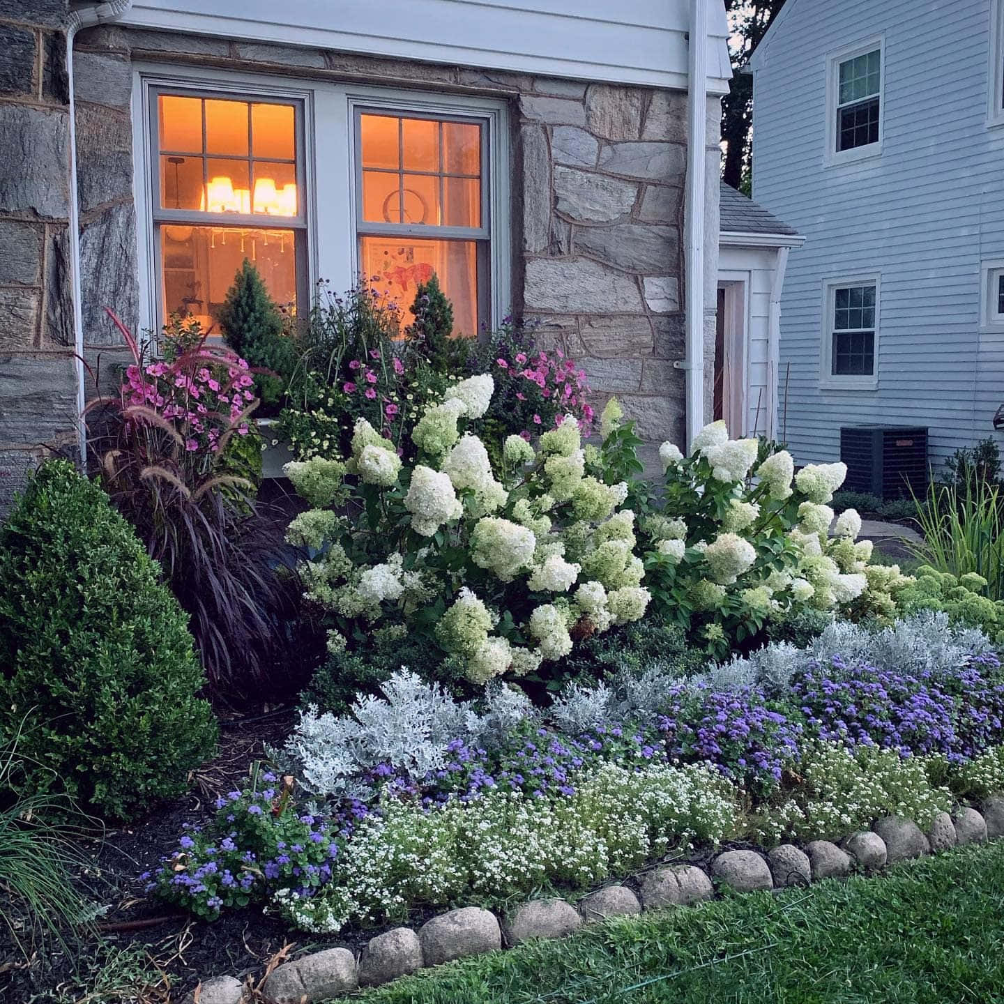 Blue Grass, twilight garden, white hydrangeas, HD Desktop Wallpaper