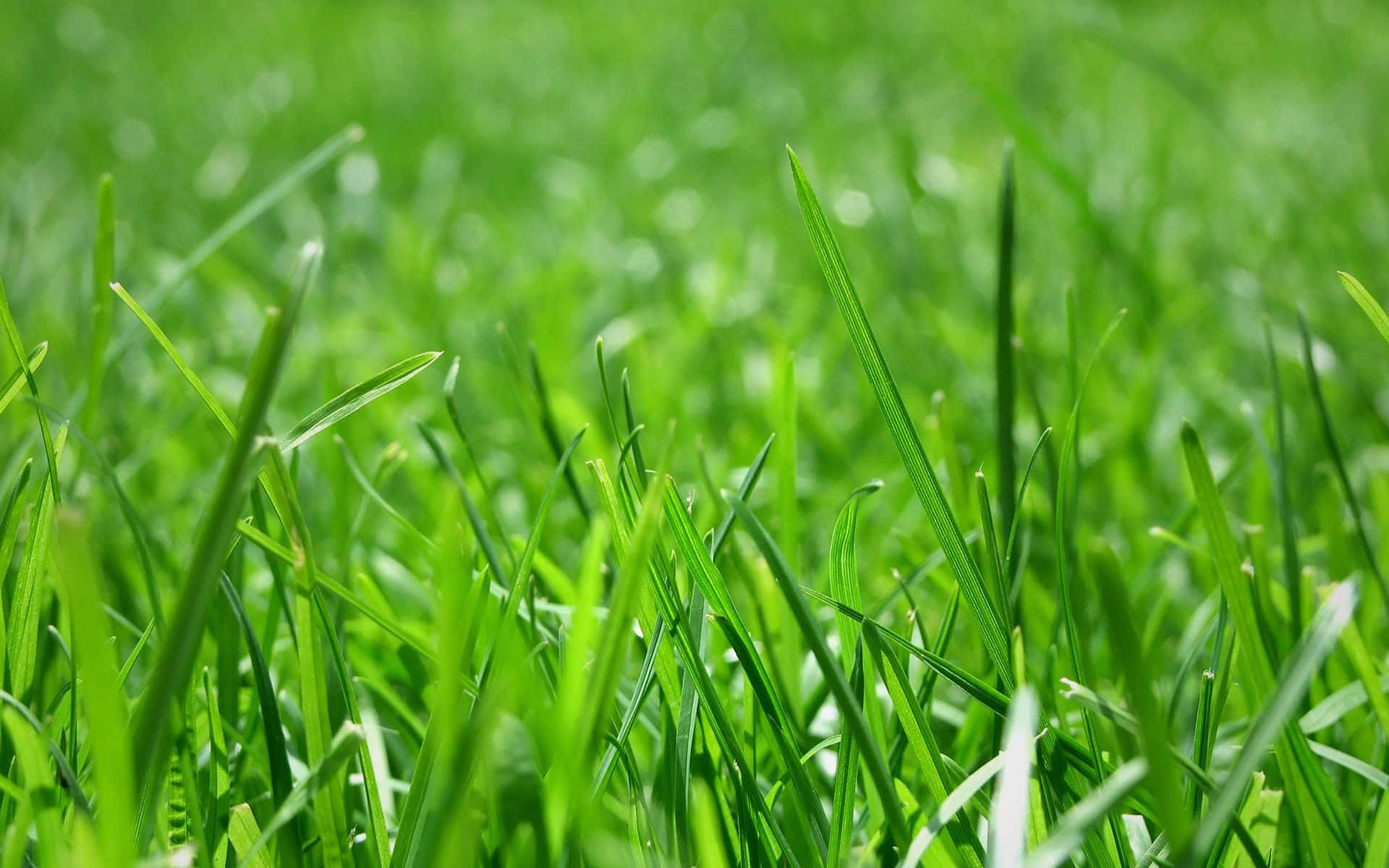 Blue Grass, 1920 x 1200, sunlit green grass blades, Full HD Desktop Wallpaper