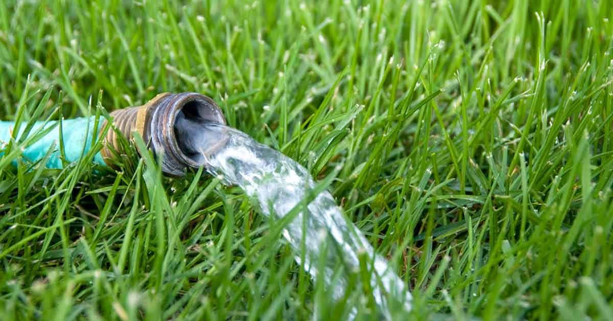 Blue Grass, garden hose, clear water, SD Desktop Wallpaper