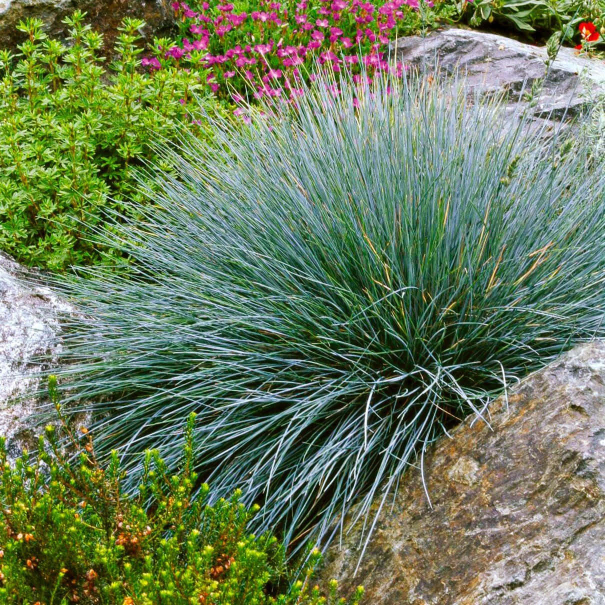 blue grass, blue-green ornamental grass, gray rocks, SD Desktop Wallpaper