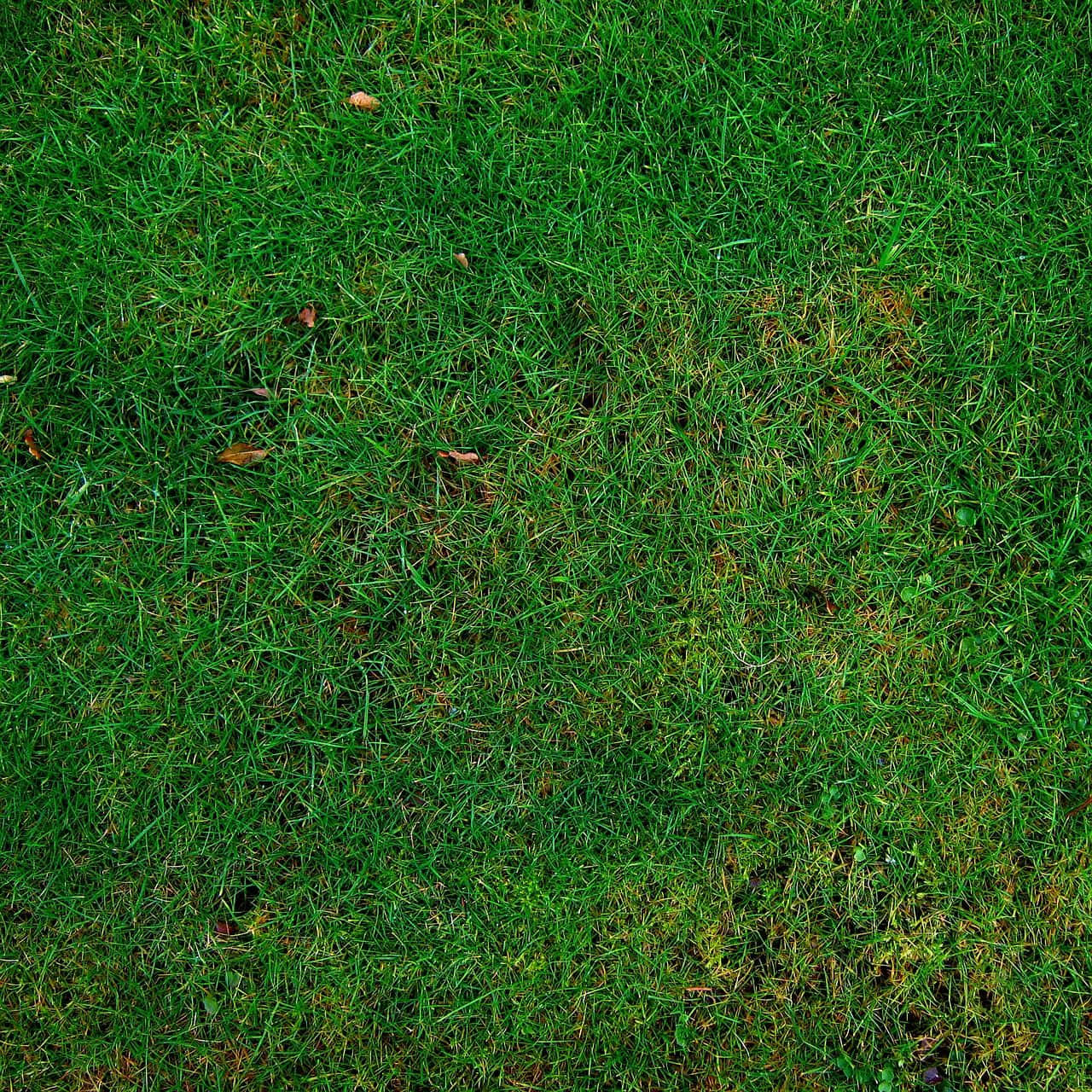 blue grass field, vibrant sky, lush green grass blades, HD Desktop Wallpaper
